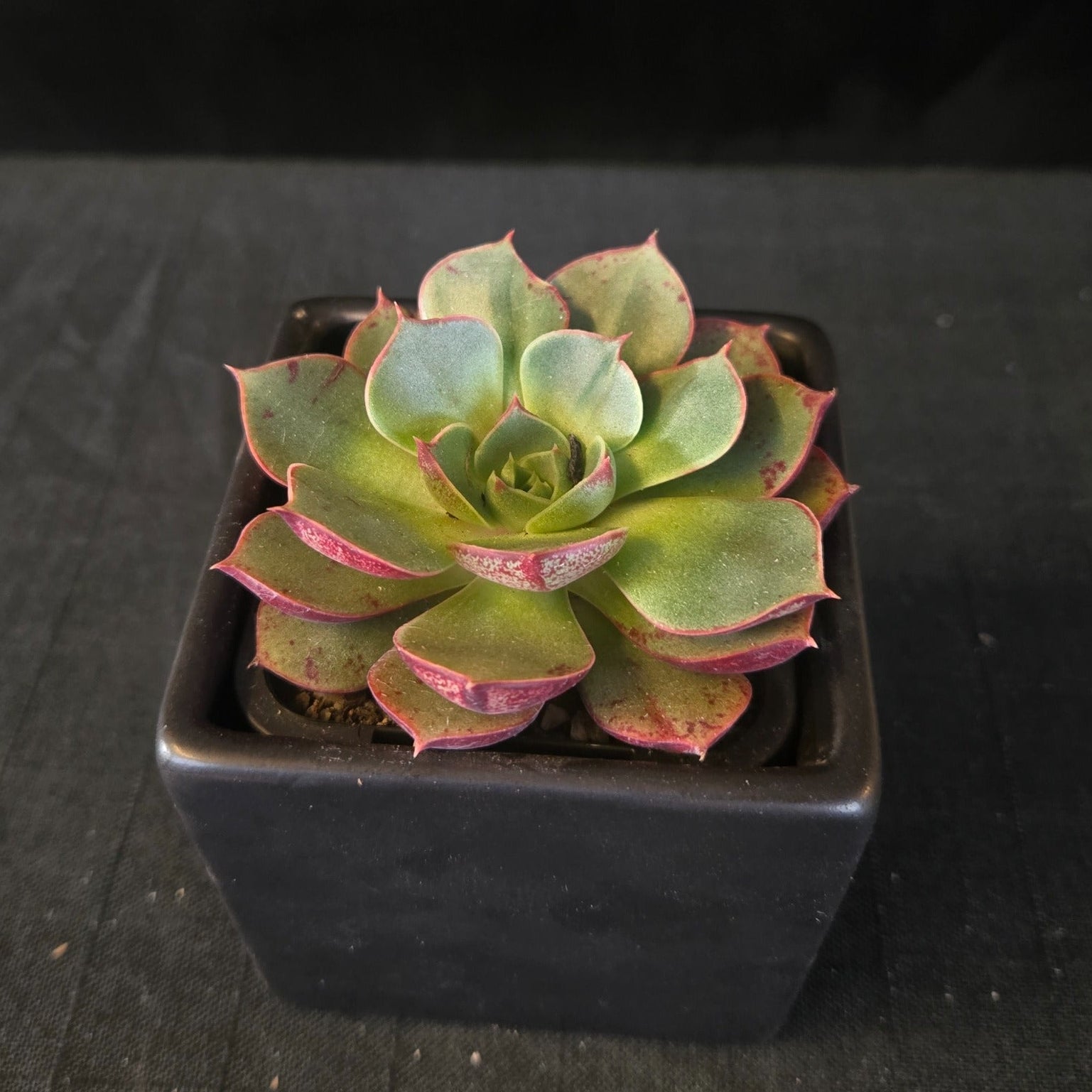 “Echeveria ‘Astarensis’ rosette with green leaves and pink-red edges”