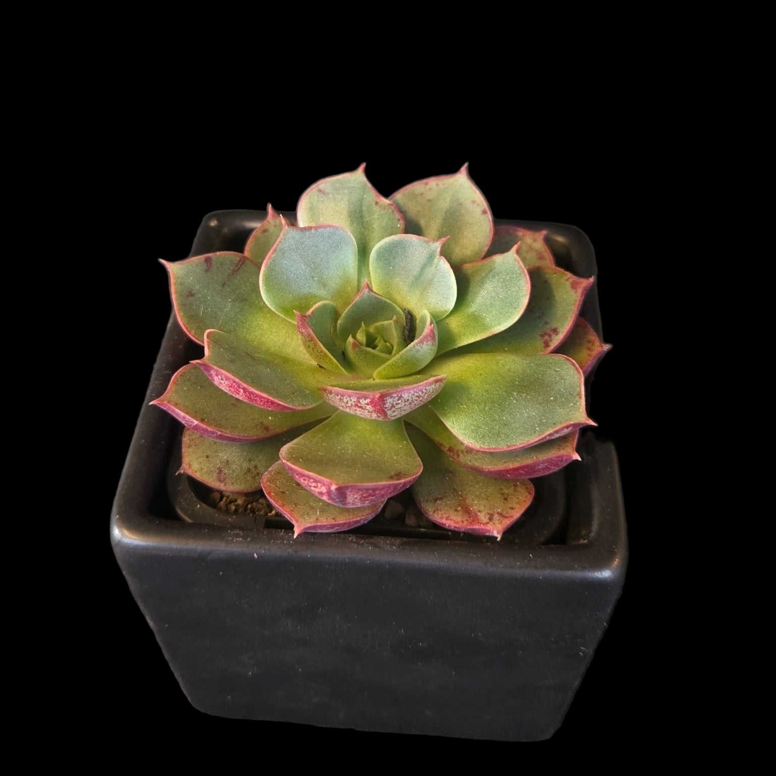 Echeveria 'Astarensis'