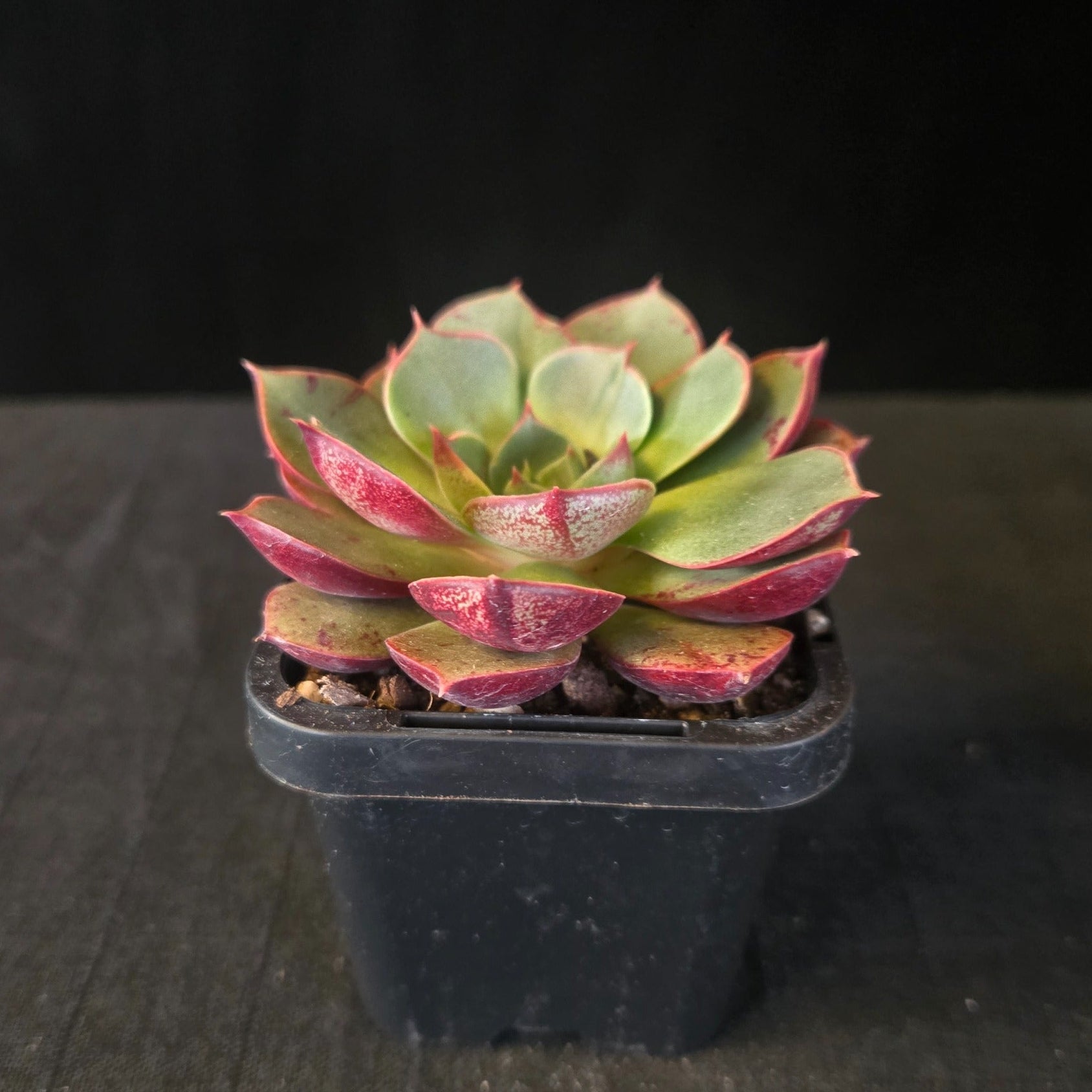 “Compact Echeveria ‘Astarensis’ showing two-tone green and pink leaves”
