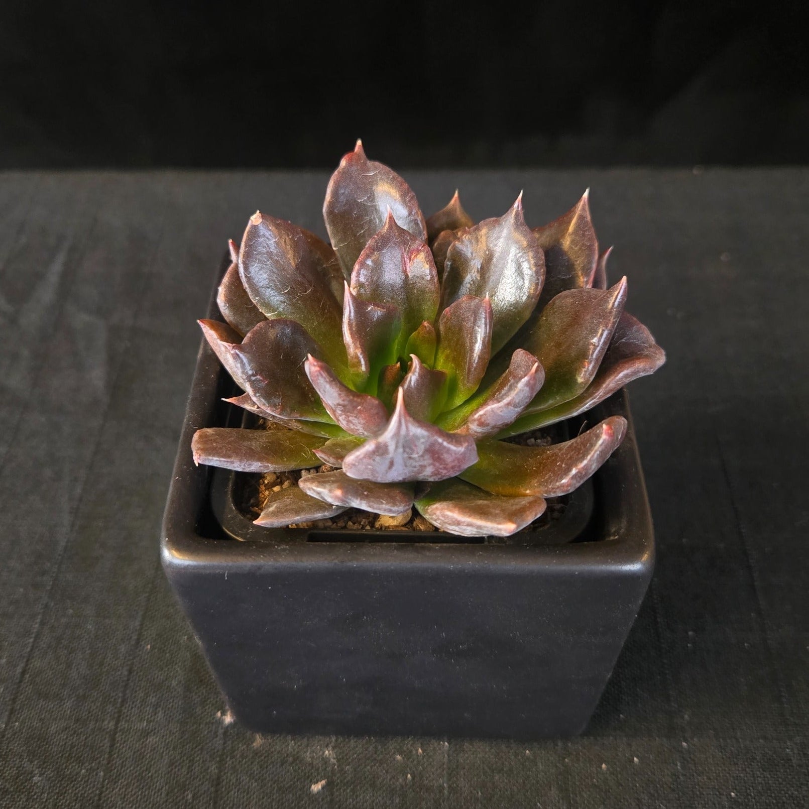 “Echeveria ‘Black Madiba’ dark-leaved rosette with green centre”