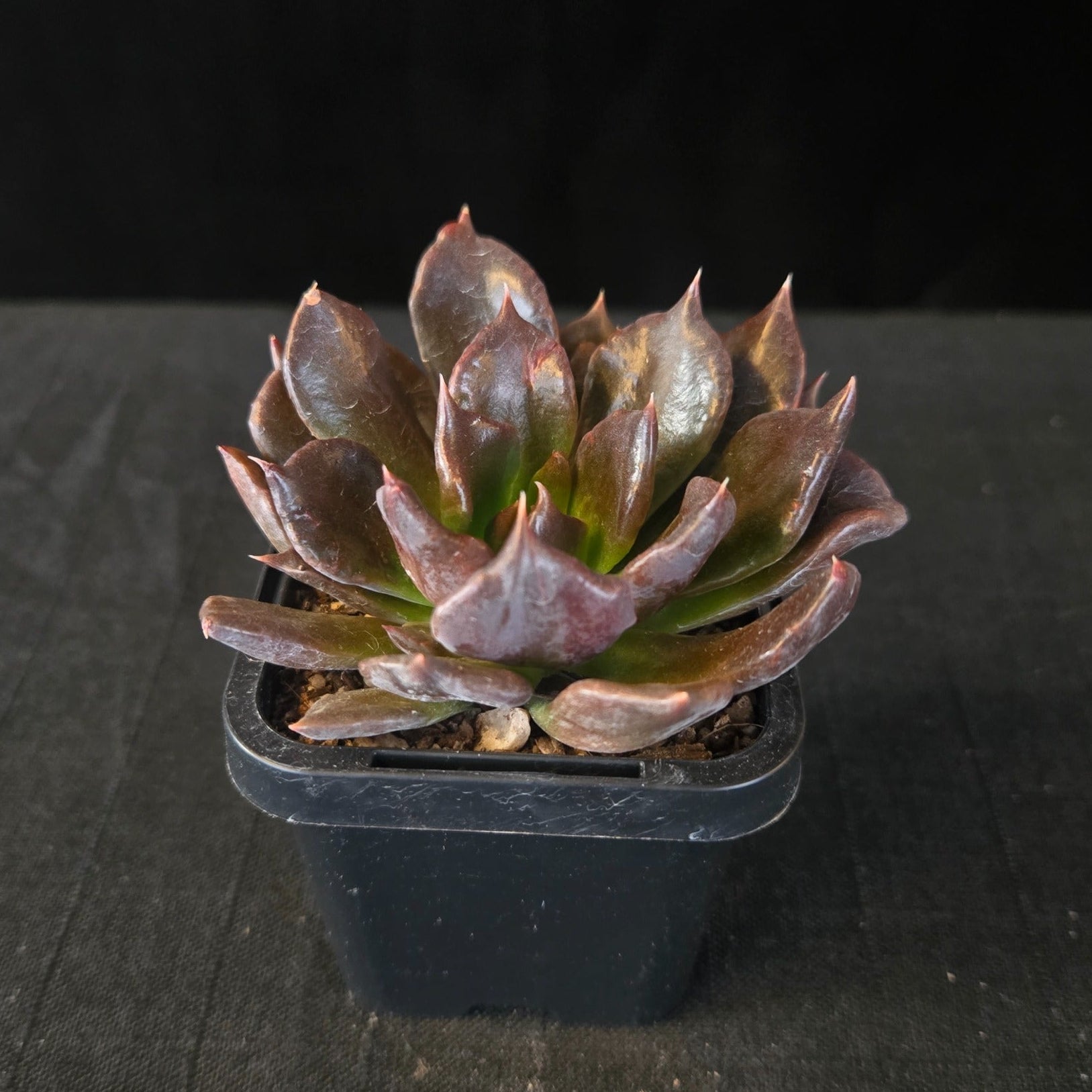 “Compact black-purple Echeveria ‘Black Madiba’ hybrid”
