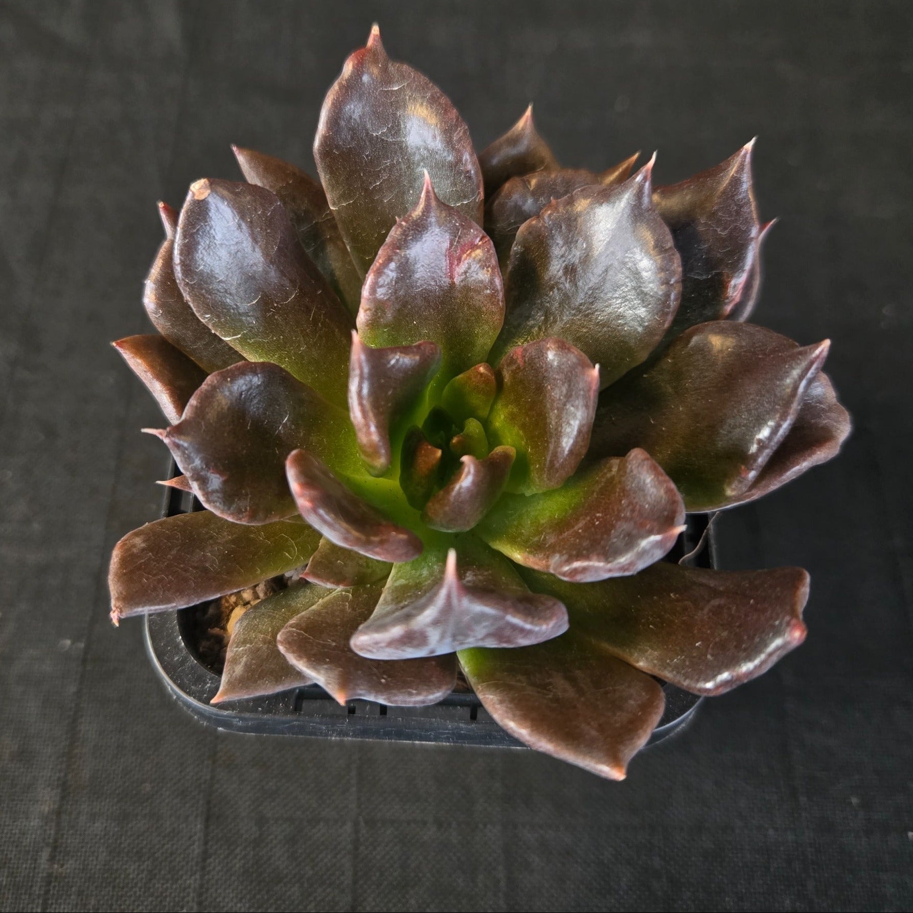 “Compact black-purple Echeveria ‘Black Madiba’ hybrid”