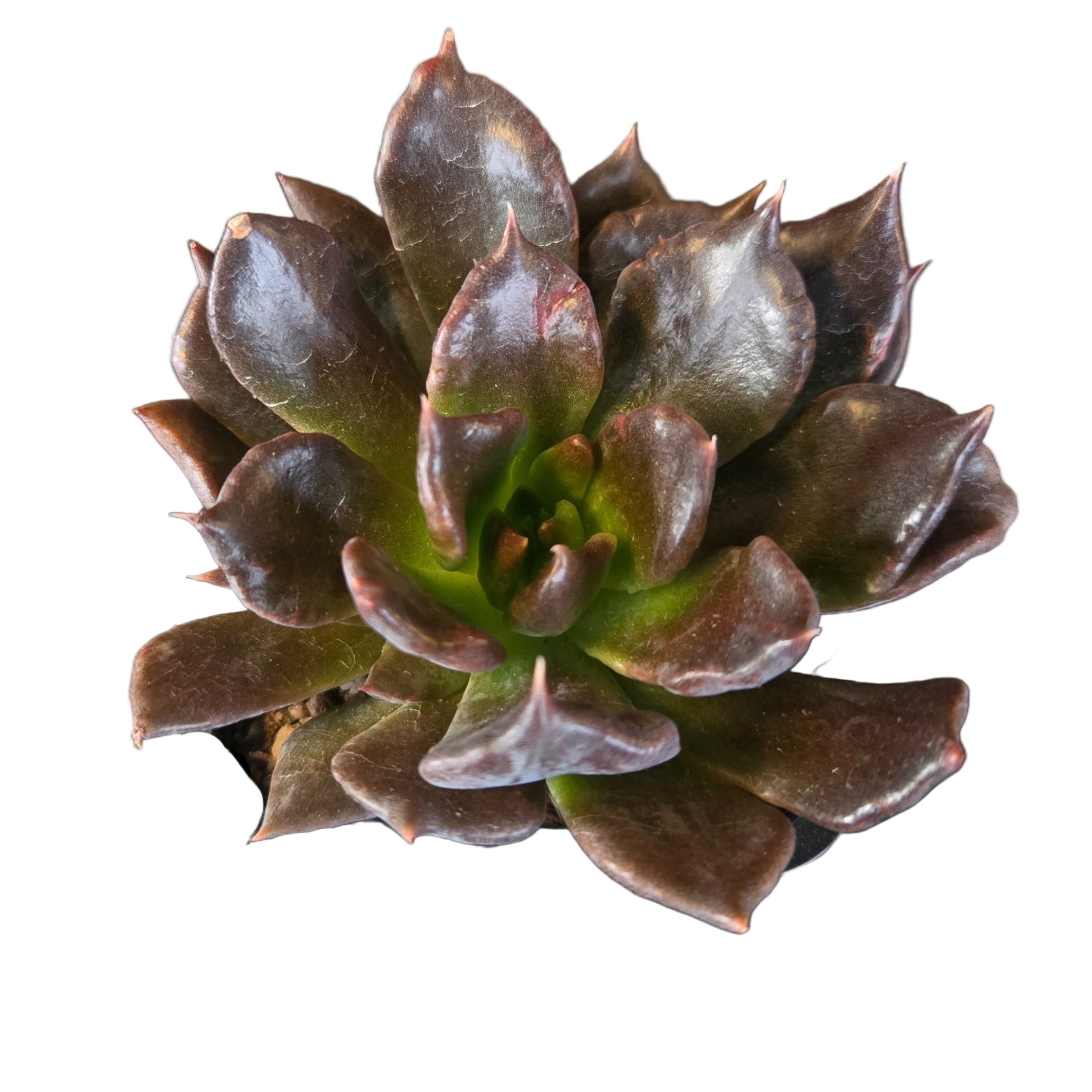 Echeveria 'Black Madiba'