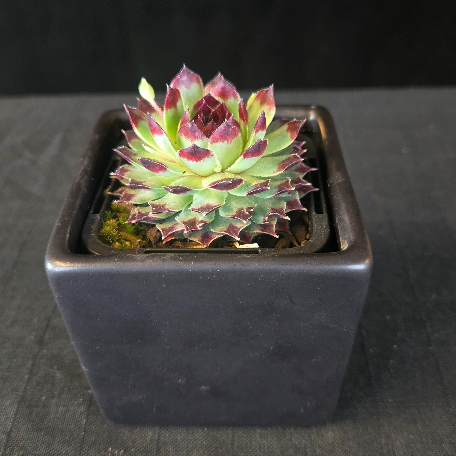 Green rosette succulent with red-tipped leaves in a black pot.