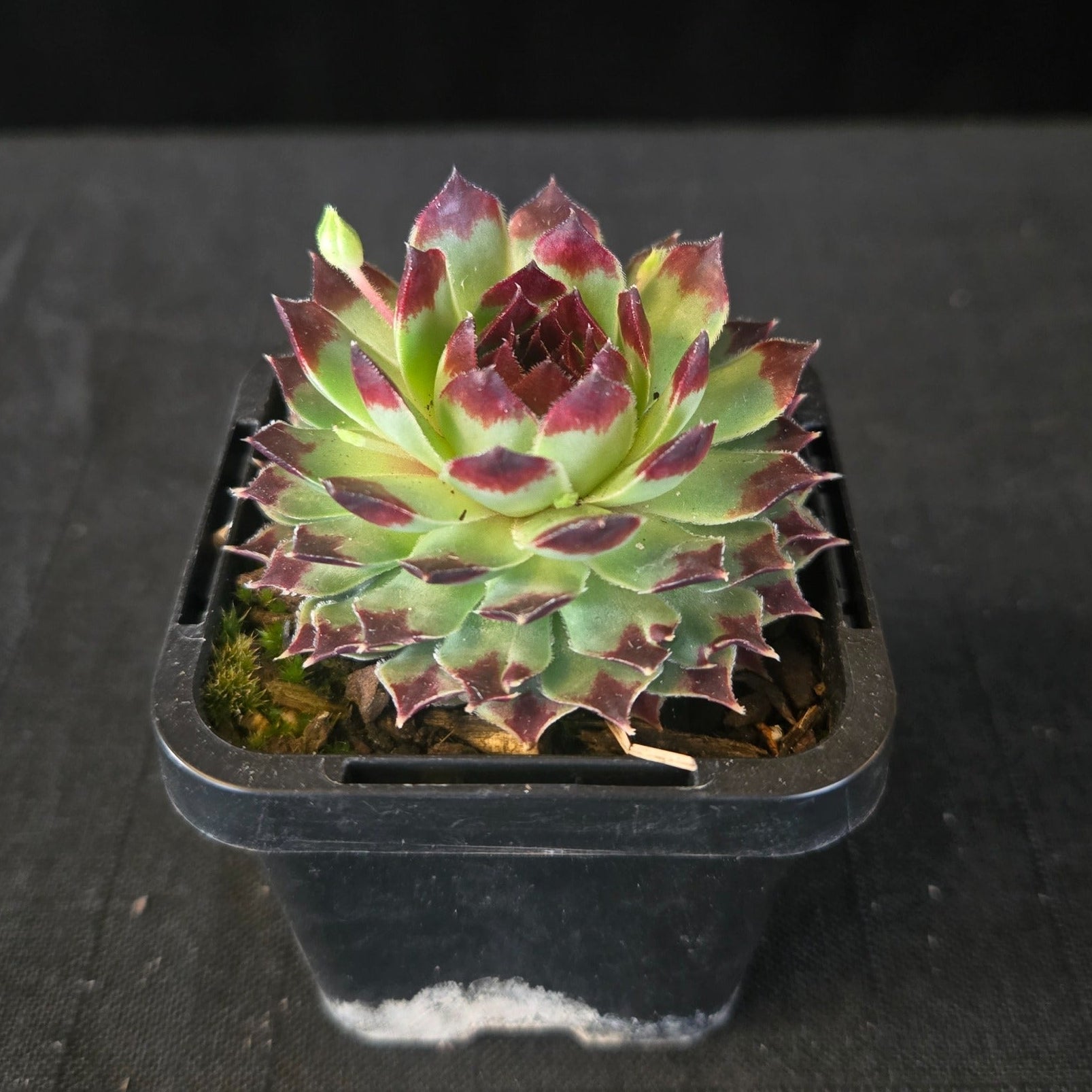 Green rosette succulent with red-tipped leaves in a black pot.