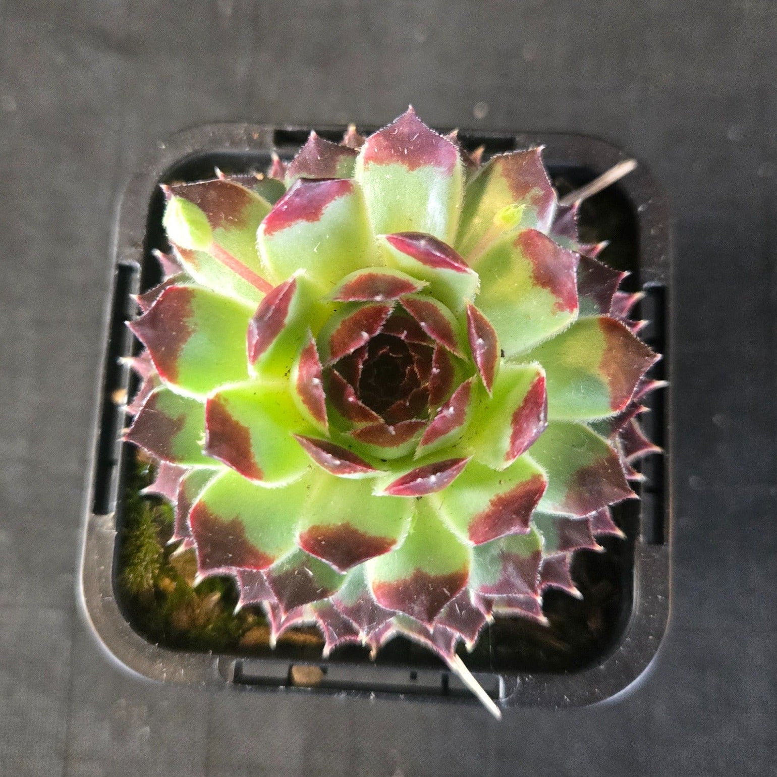 Green rosette succulent with red-tipped leaves in a black pot.