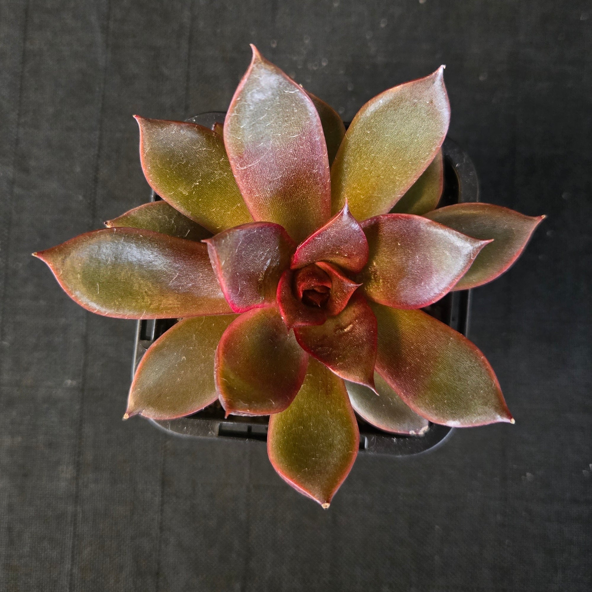 “Echeveria ‘Red Rose’ rosette showing glossy red and copper tones”