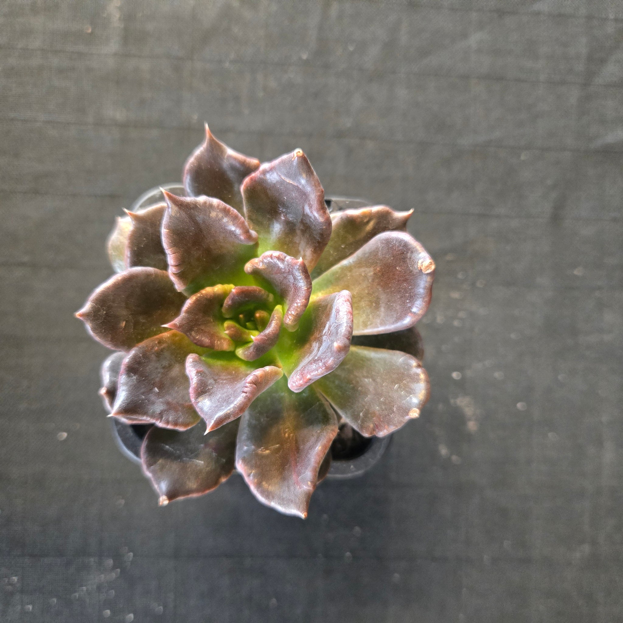 “Compact Korean hybrid Echeveria with charcoal and green tones”