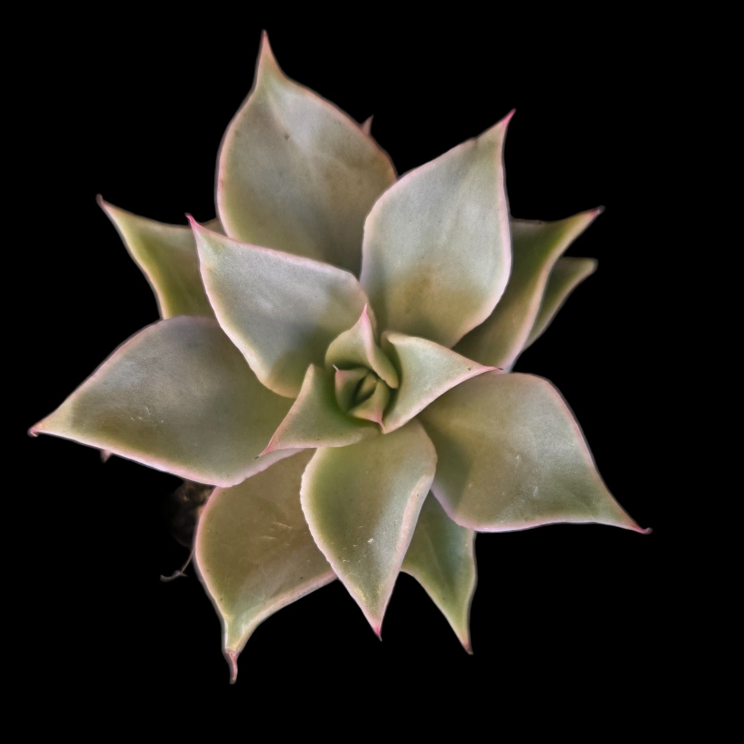 “Echeveria ‘Madiba’ rosette with pastel green and pink tones”