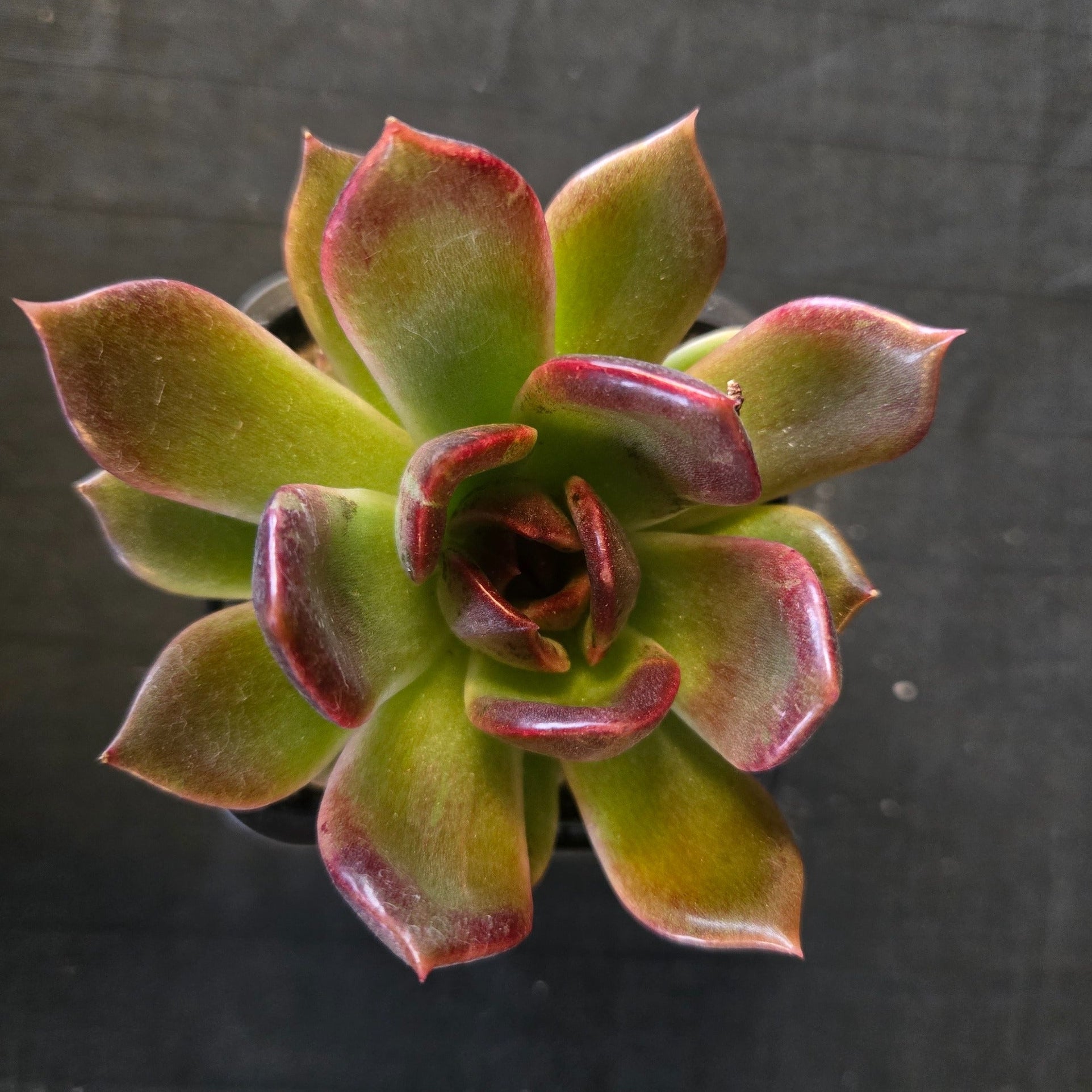 “Echeveria ‘Demon Eye’ rosette showing glossy green leaves tipped red”