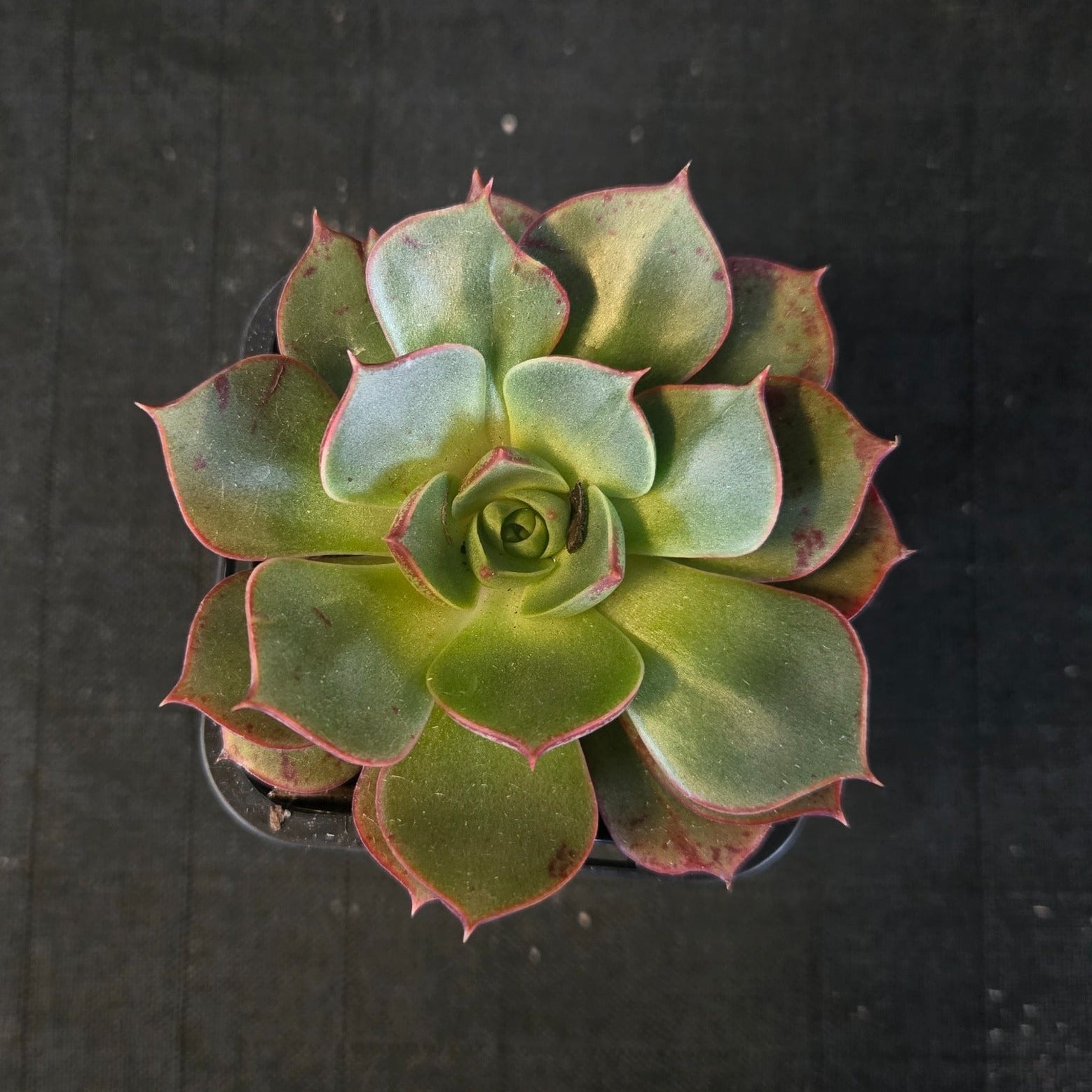 “Compact Echeveria ‘Astarensis’ showing two-tone green and pink leaves”