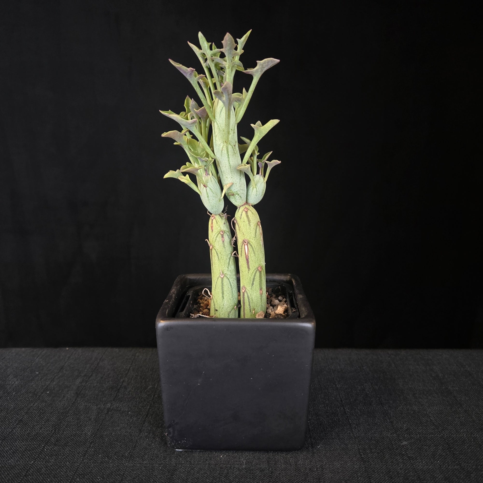 Jointed green succulent with lobed leaves, known as Senecio articulatus or Candle Plant, in a black pot.