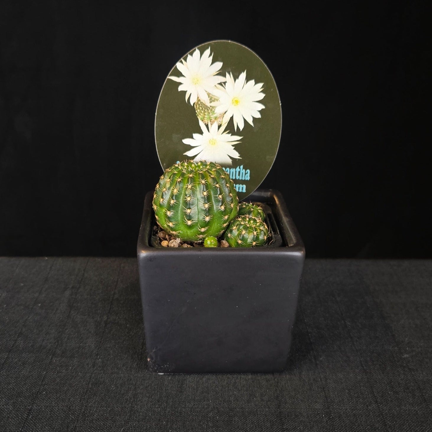 Lobivia arachnacantha cacti