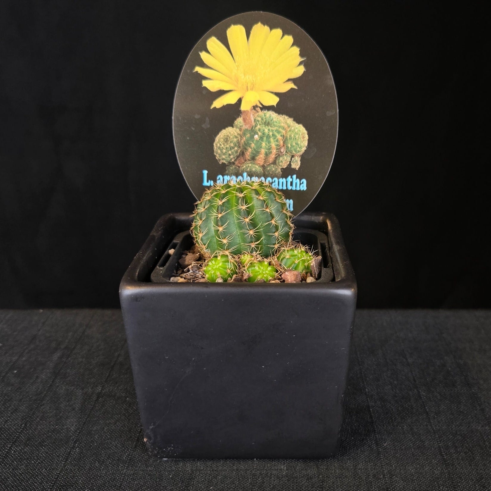 Lobivia arachnacantha cacti
