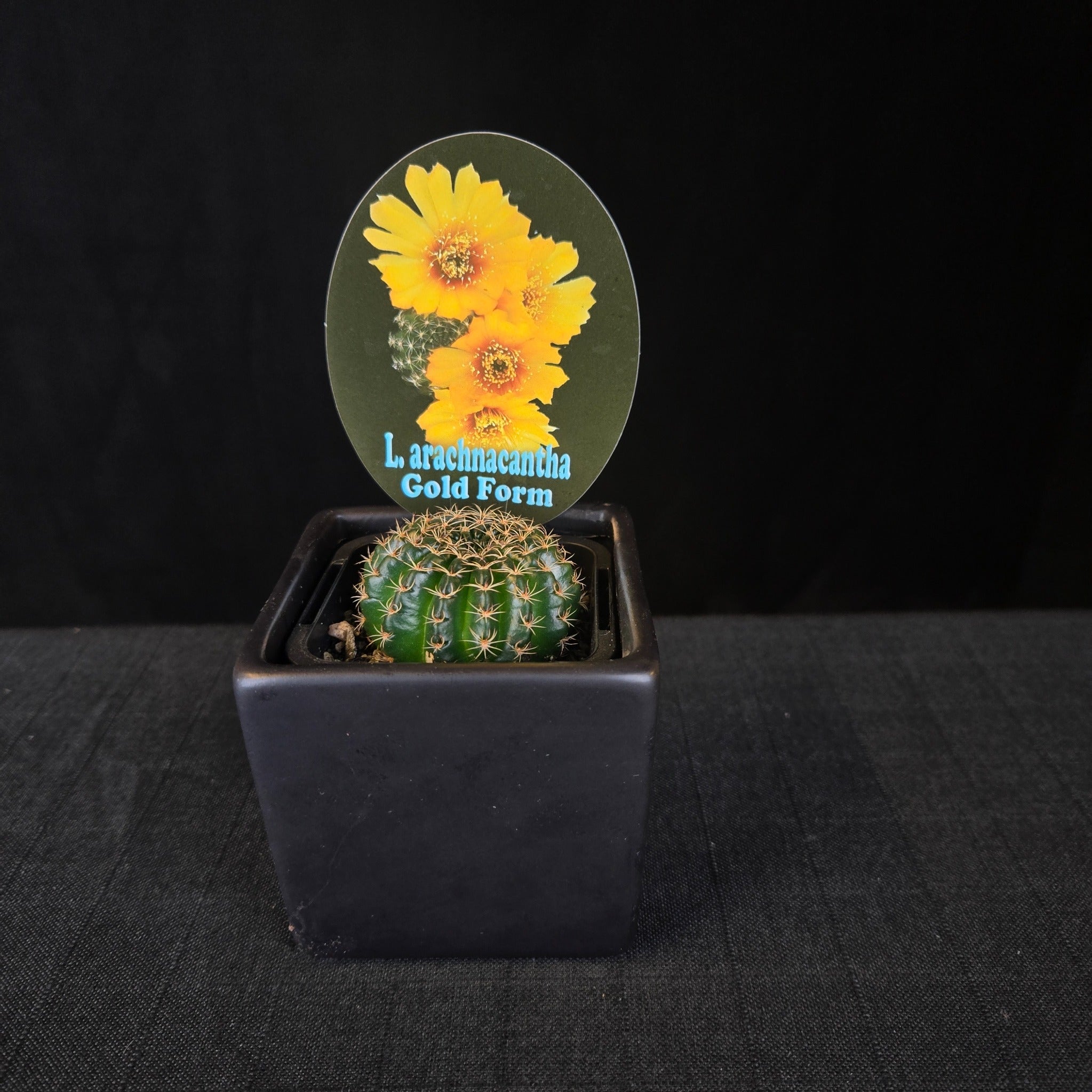 Lobivia arachnacantha – Colour Form Collection (5 plants)