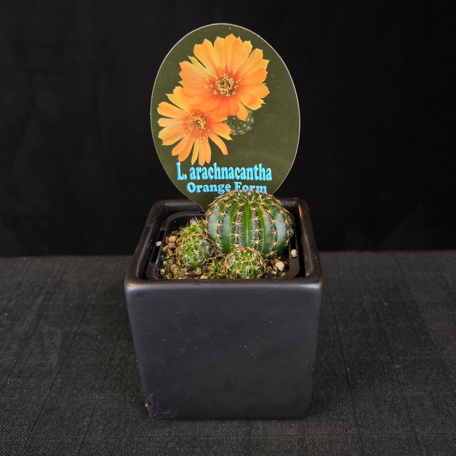 Lobivia arachnacantha cacti