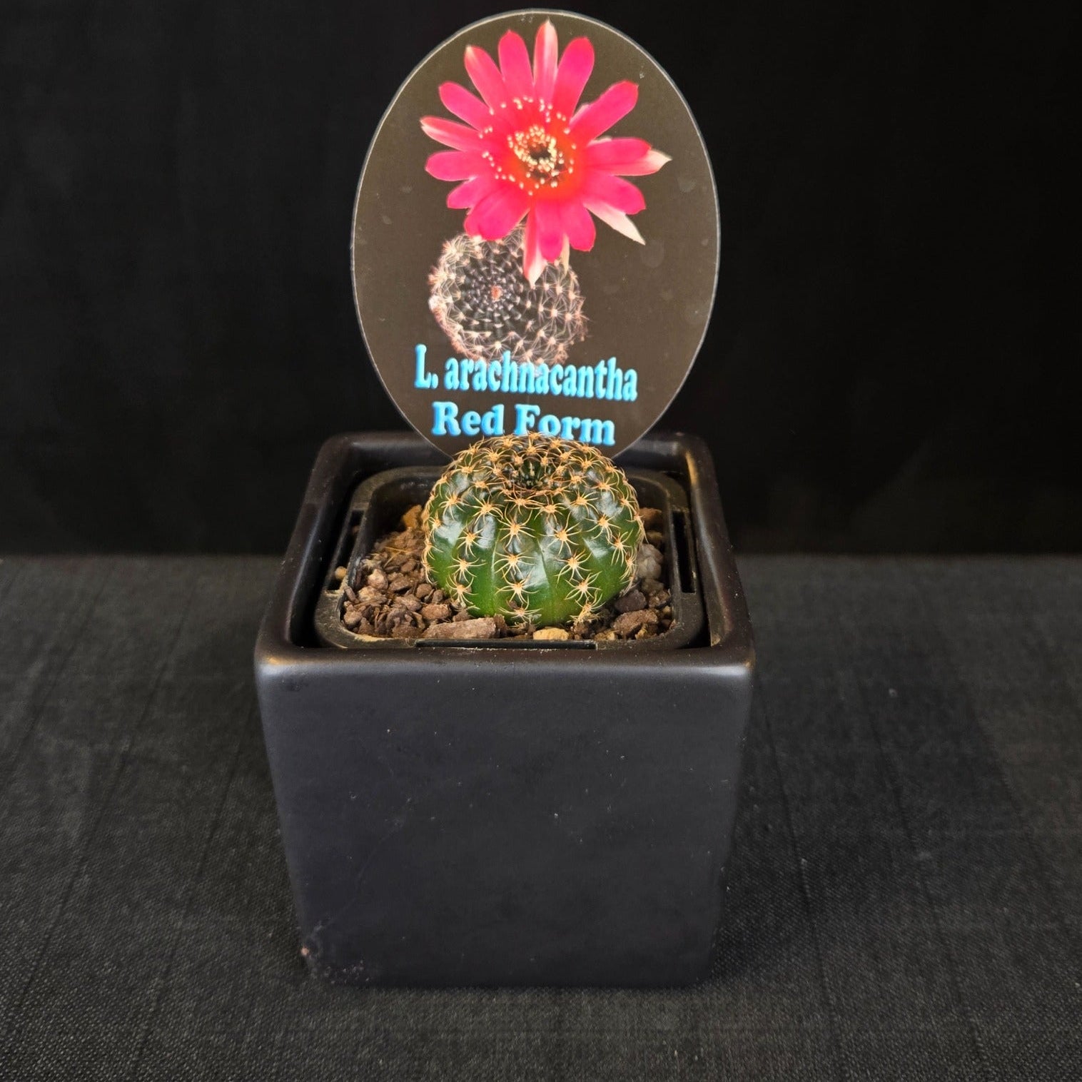 Lobivia arachnacantha cacti