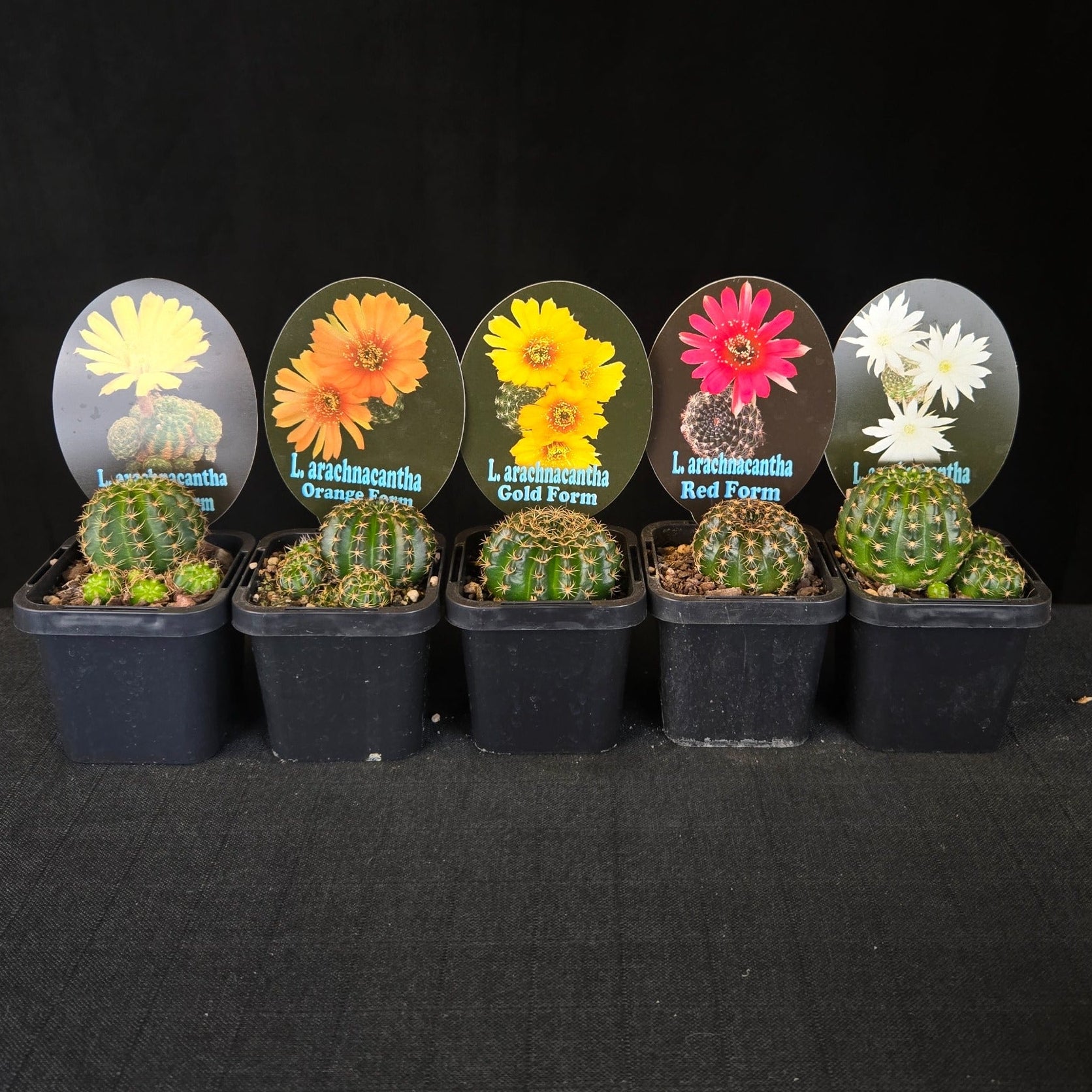 Five Lobivia arachnacantha cacti in separate pots showing white, gold, yellow, orange, and red flower forms.