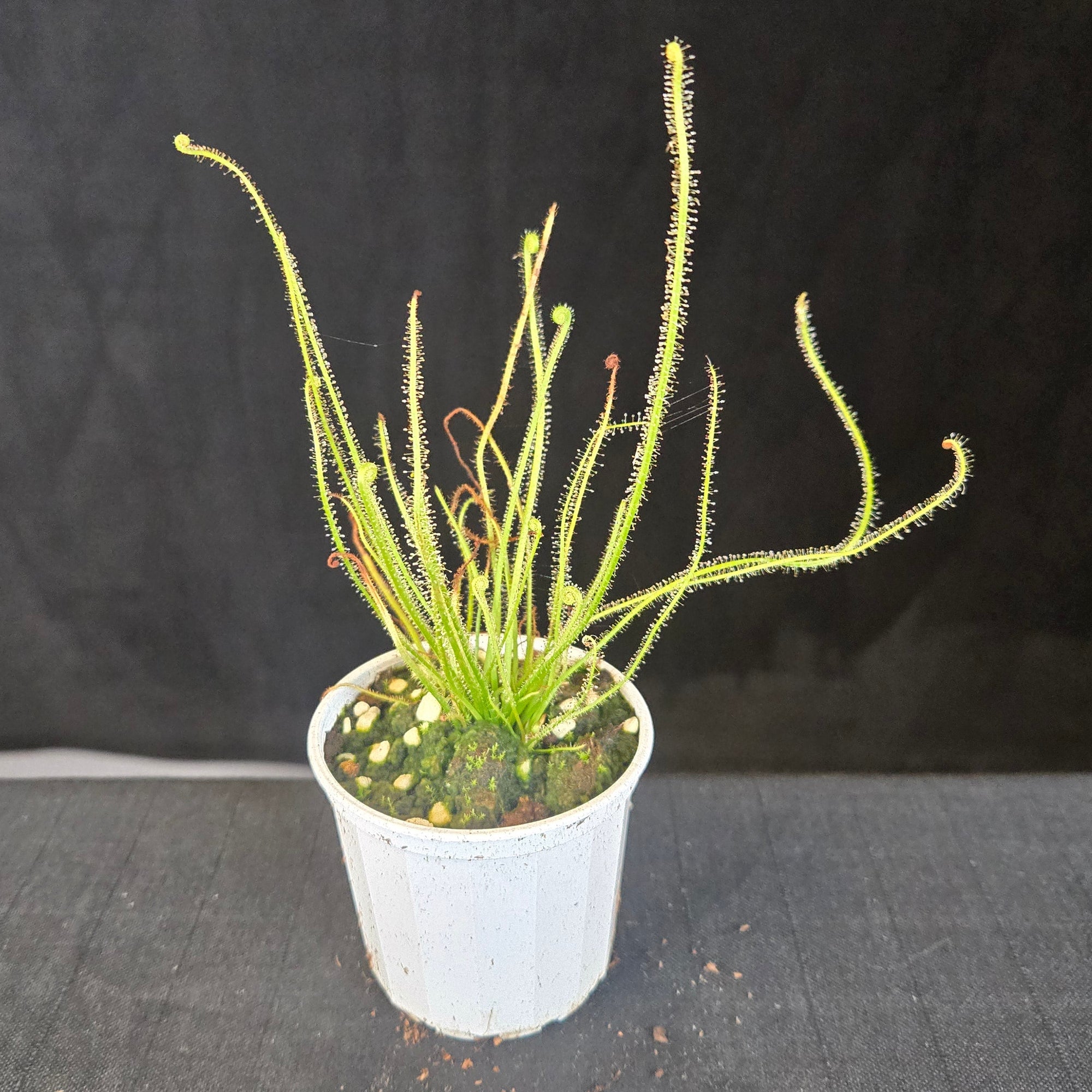 Threadleaf Sundew Drosera filiformis with red, dew-covered leaves in a small pot.