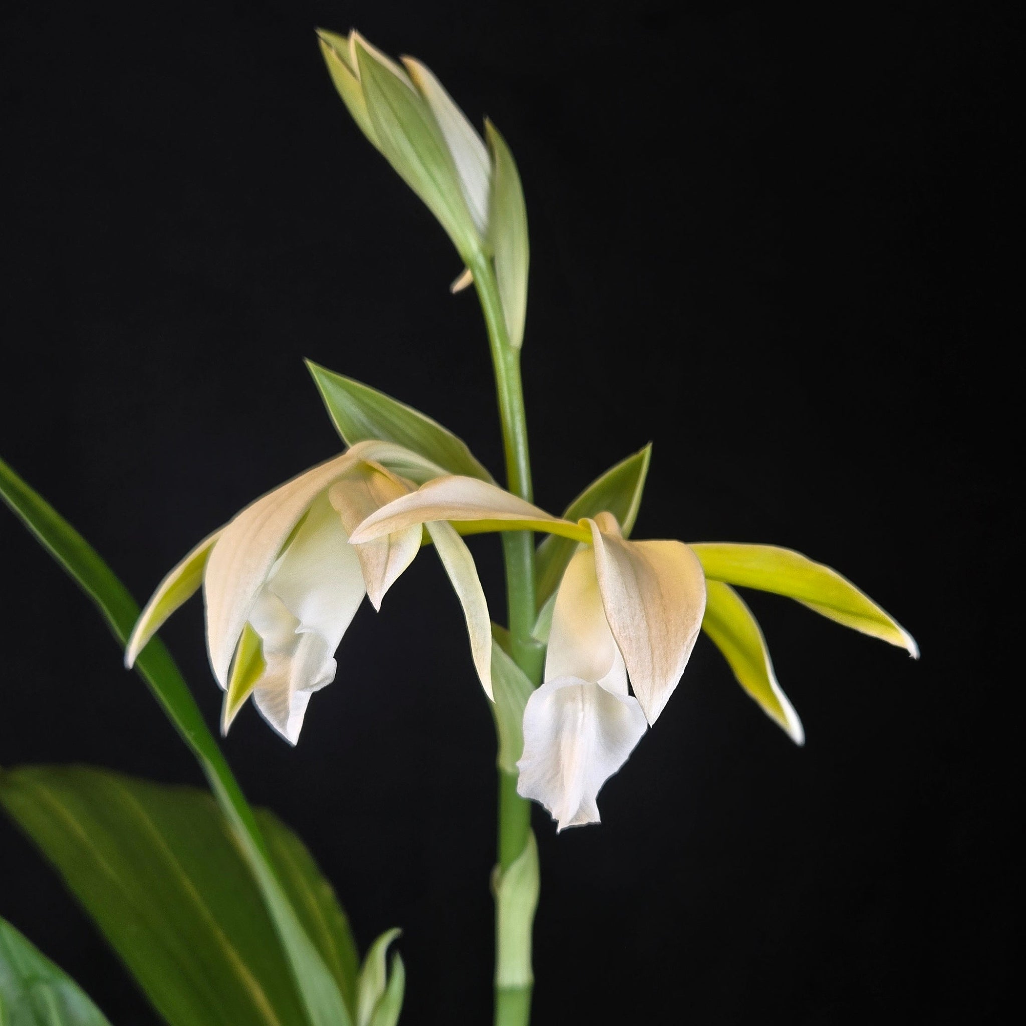 Australian Swamp Orchid Phaius tankervilleae var. bernaysii with pale green and white flowers on tall stems.
