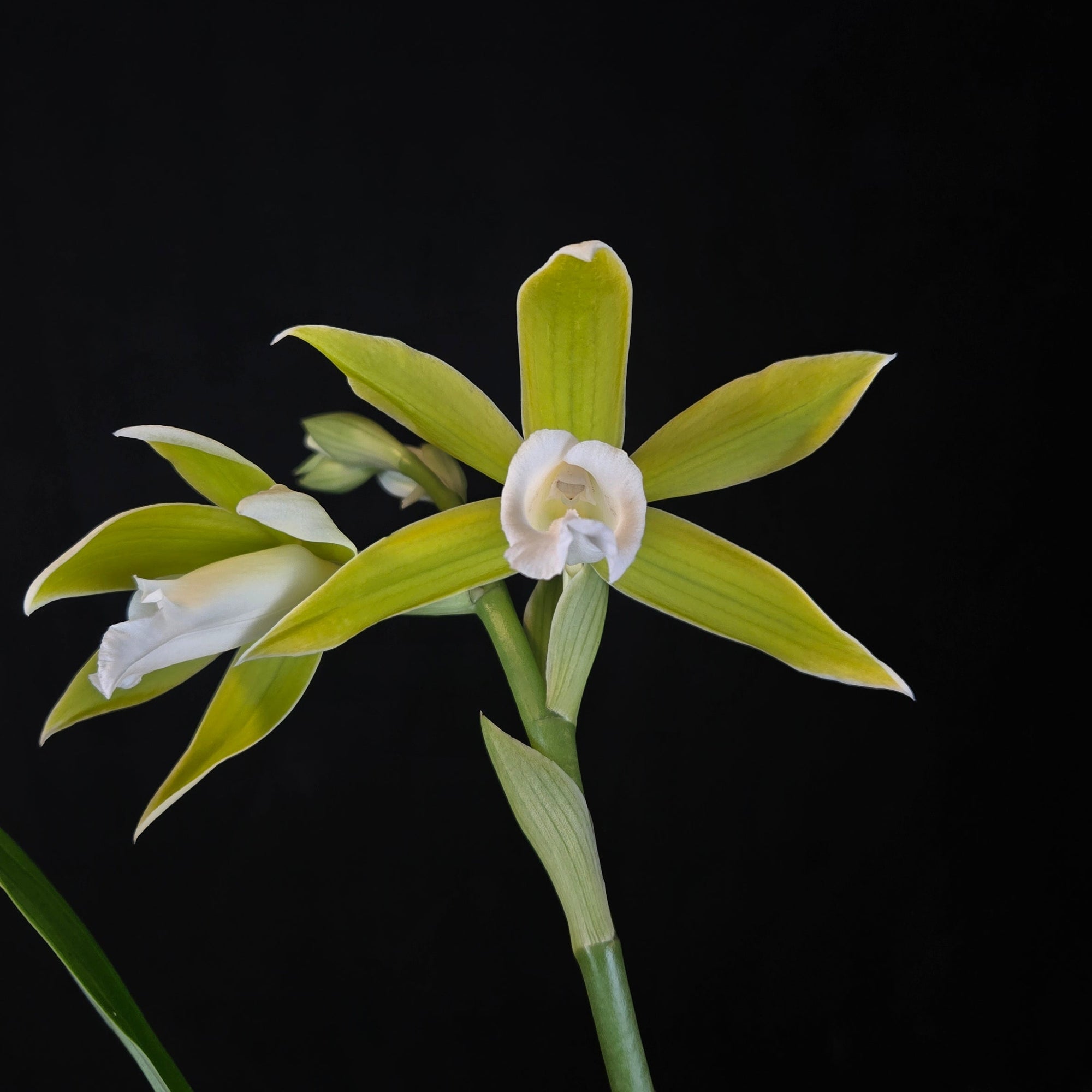 Australian Swamp Orchid Phaius tankervilleae var. bernaysii with pale green and white flowers on tall stems.
