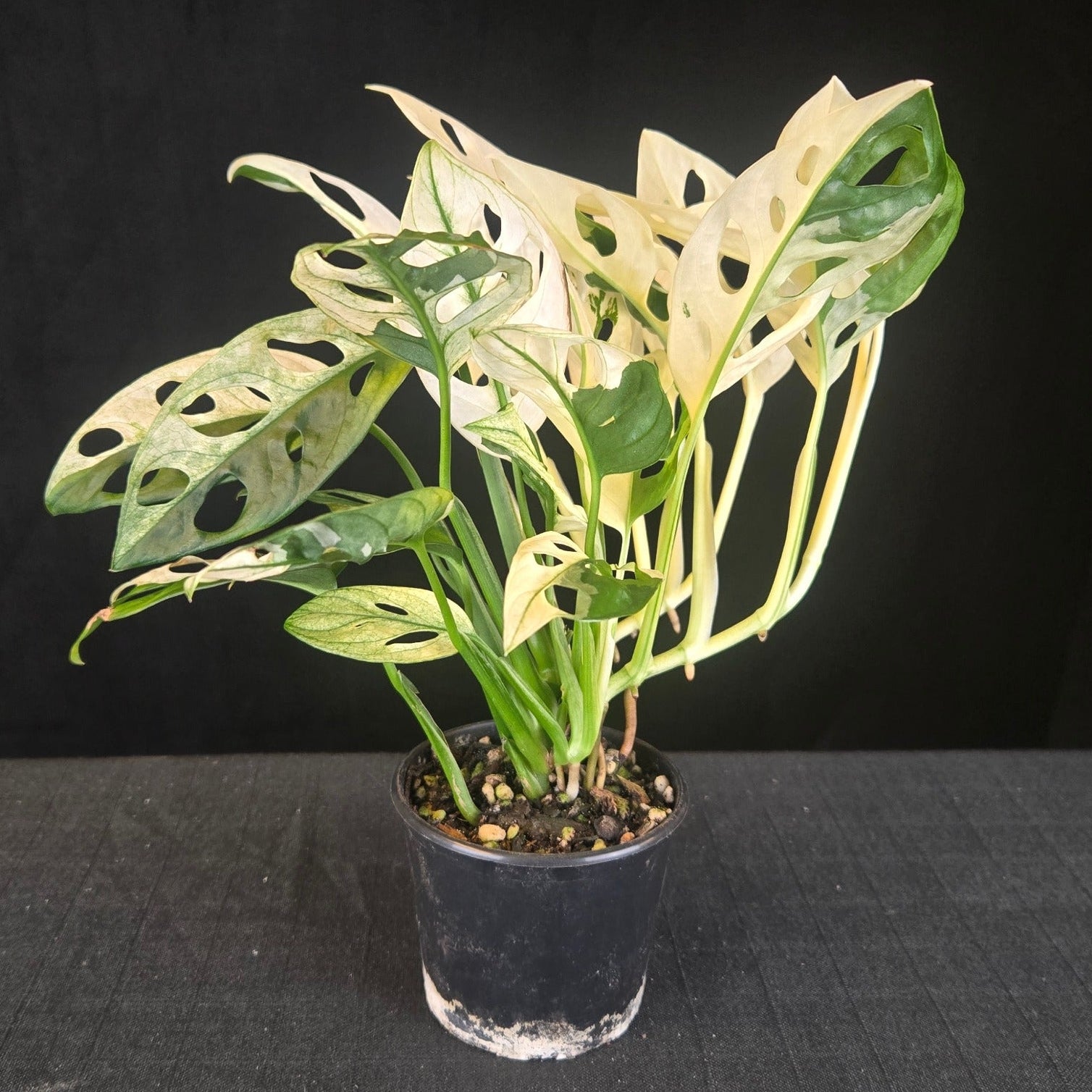 Monstera adansonii variegated with extreme white and green leaves, showing full albino fenestration.