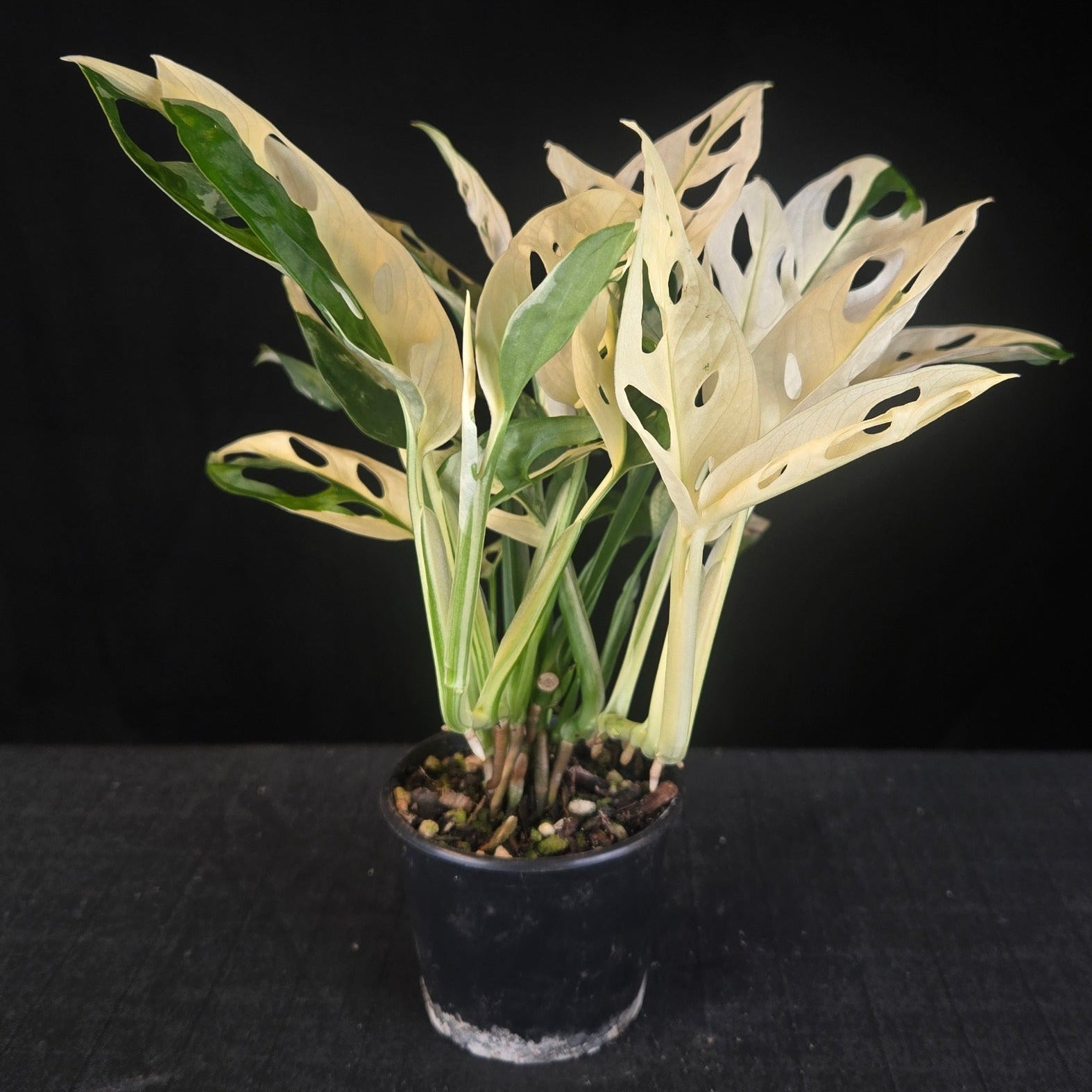 Monstera adansonii variegated with extreme white and green leaves, showing full albino fenestration.