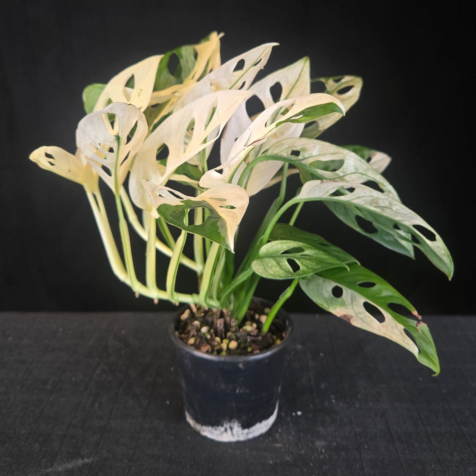 Monstera adansonii variegated with extreme white and green leaves, showing full albino fenestration.