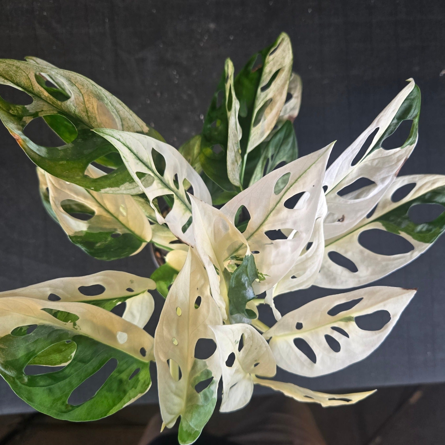Monstera adansonii variegated with extreme white and green leaves, showing full albino fenestration.