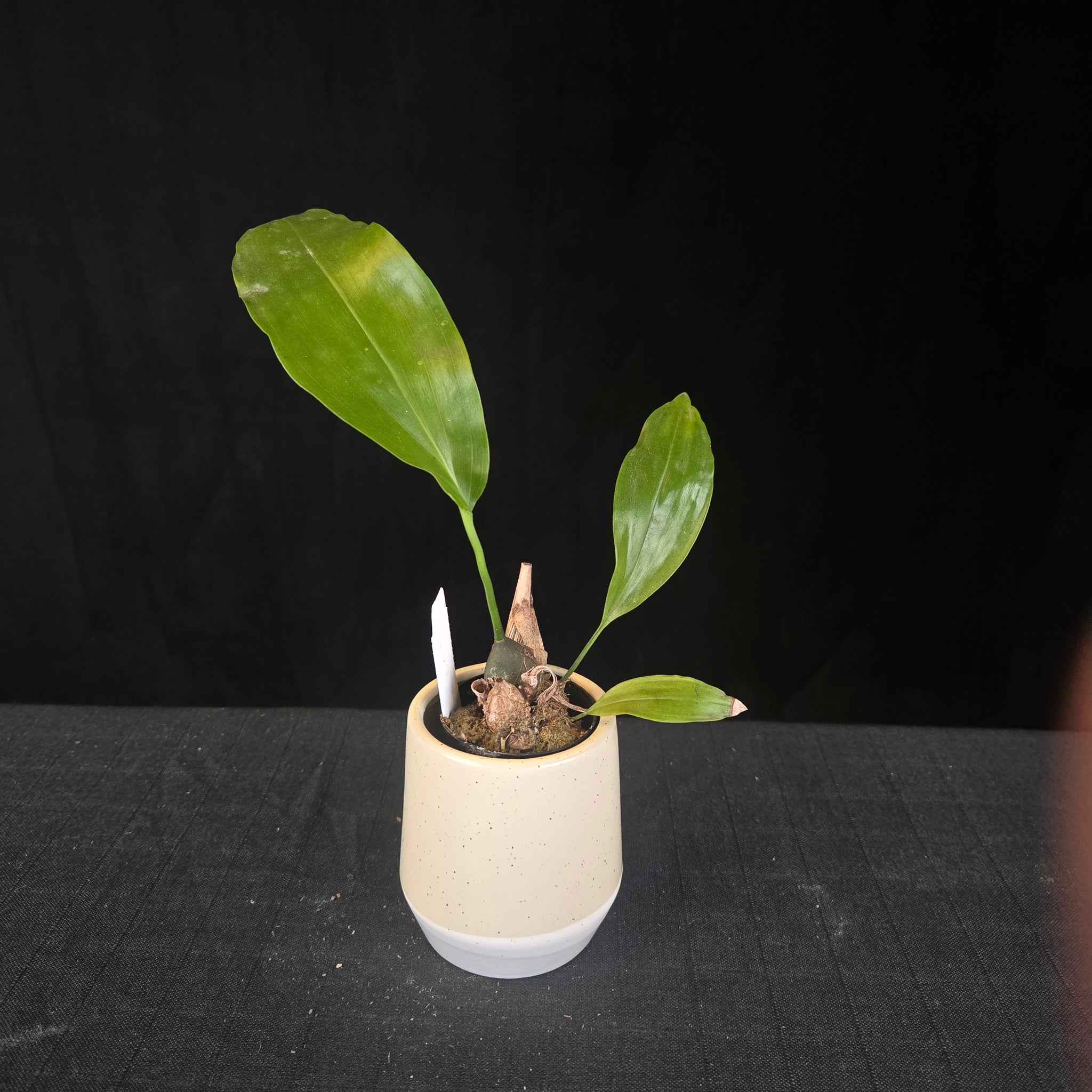 Coelogyne magnum 'Golden Rod' (Syn. Dendrochilum)i