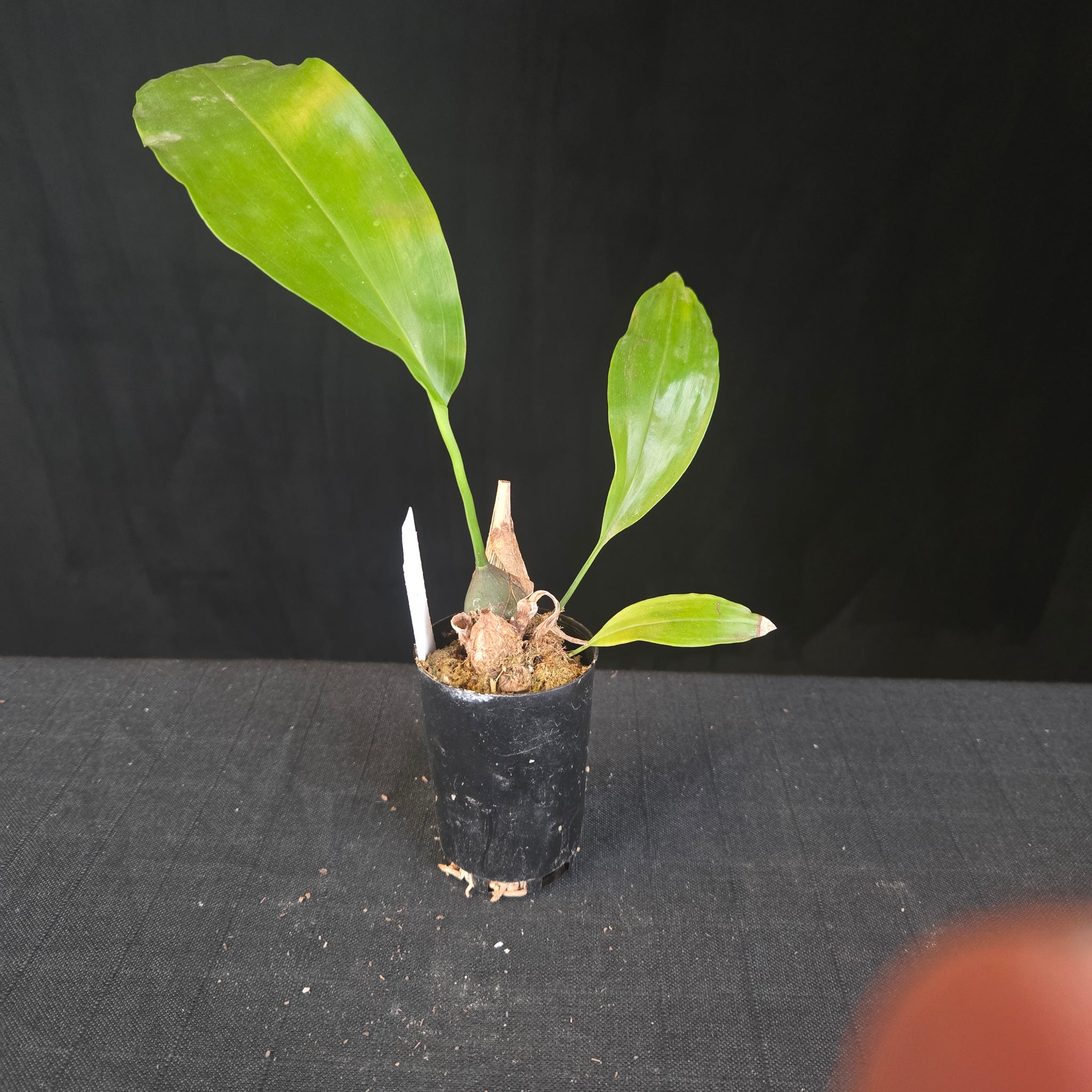 Coelogyne magnum 'Golden Rod' (Syn. Dendrochilum)i