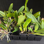 Cattleya Hybrids – Mixed Colours (End of Run Selection)