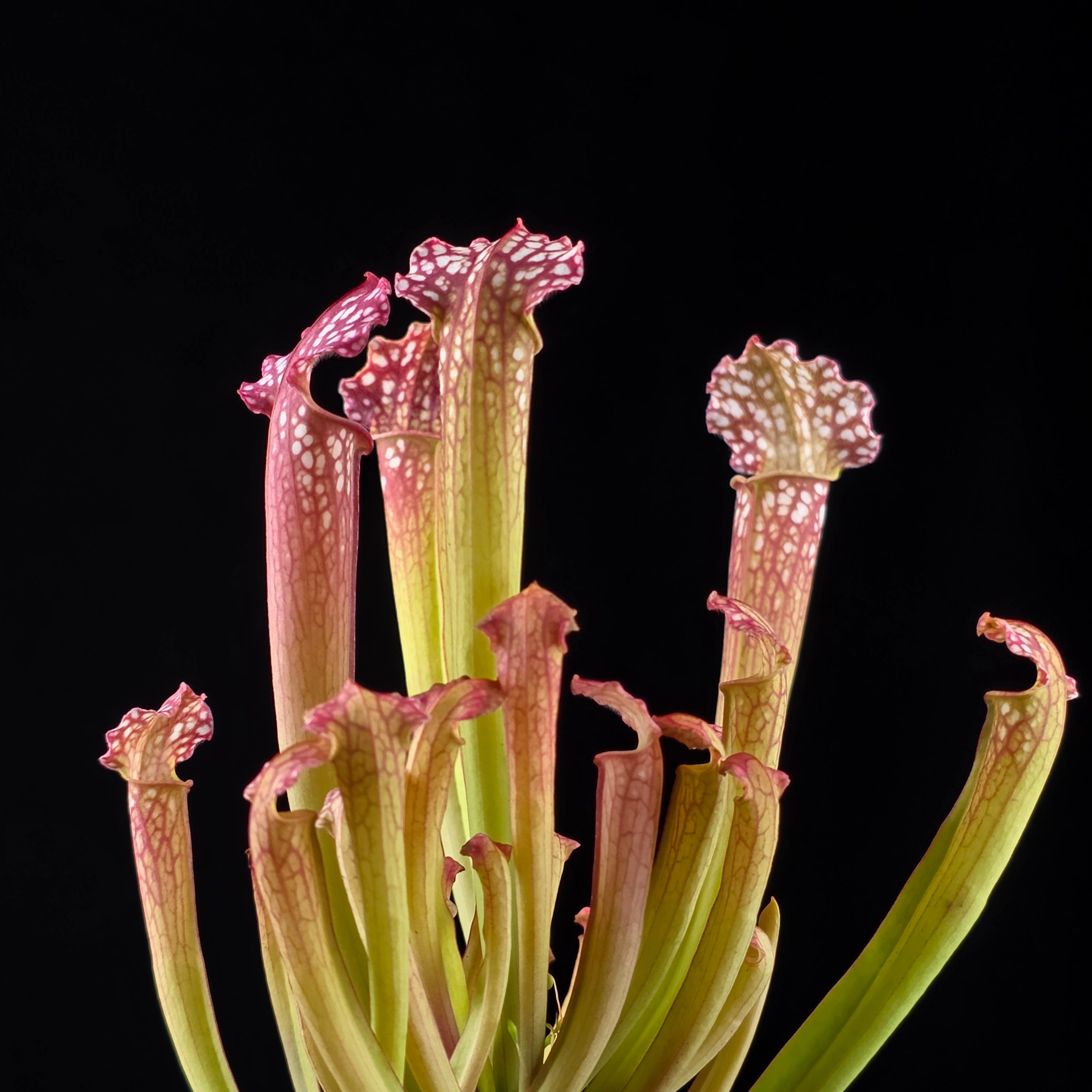Sarracenia × farnhamii | Carnivorous Pitcher Plant – Collectors Online