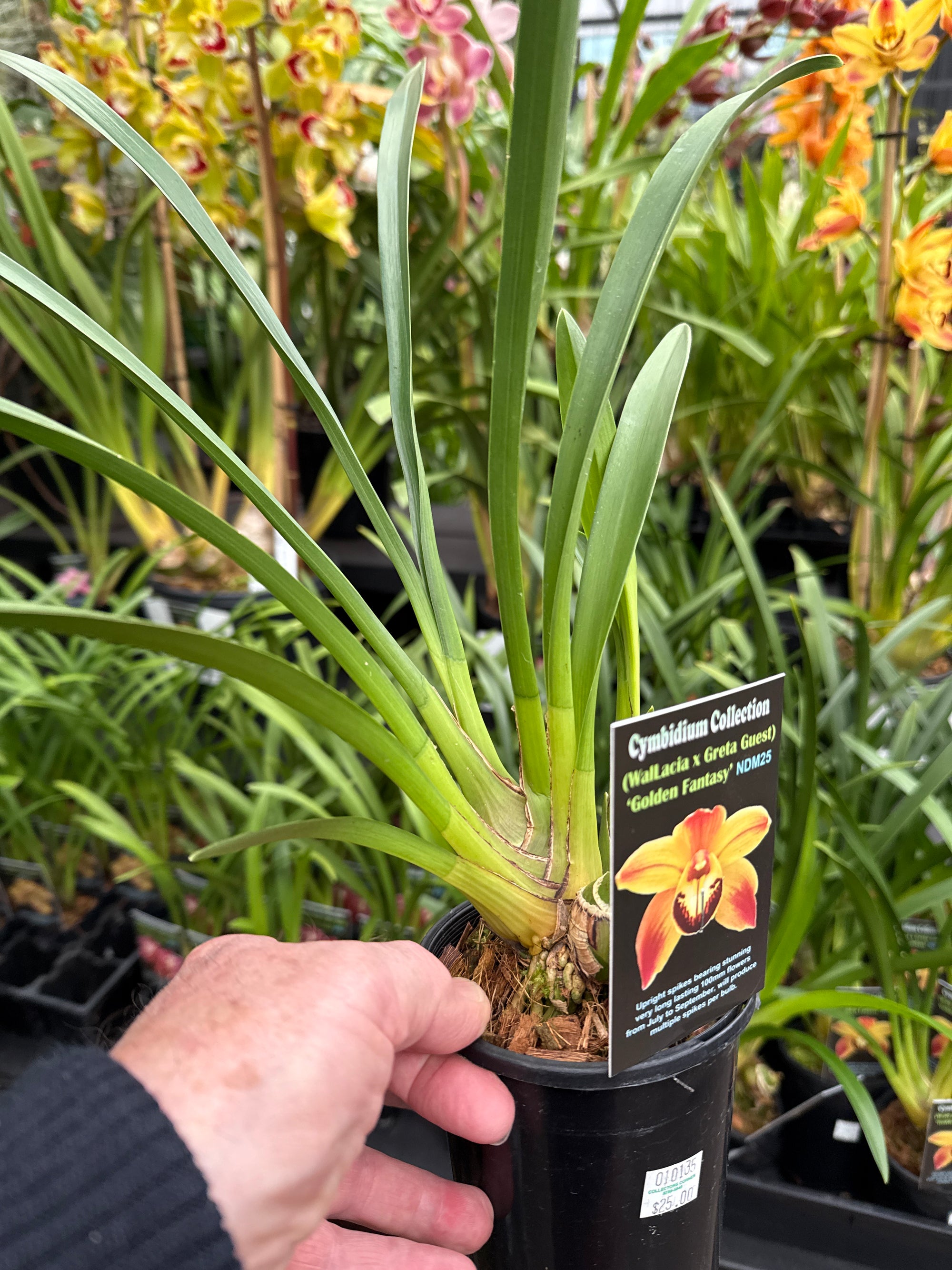 Cymbidium (Wallacia x Greta Guest) 'Golden Fantasy'