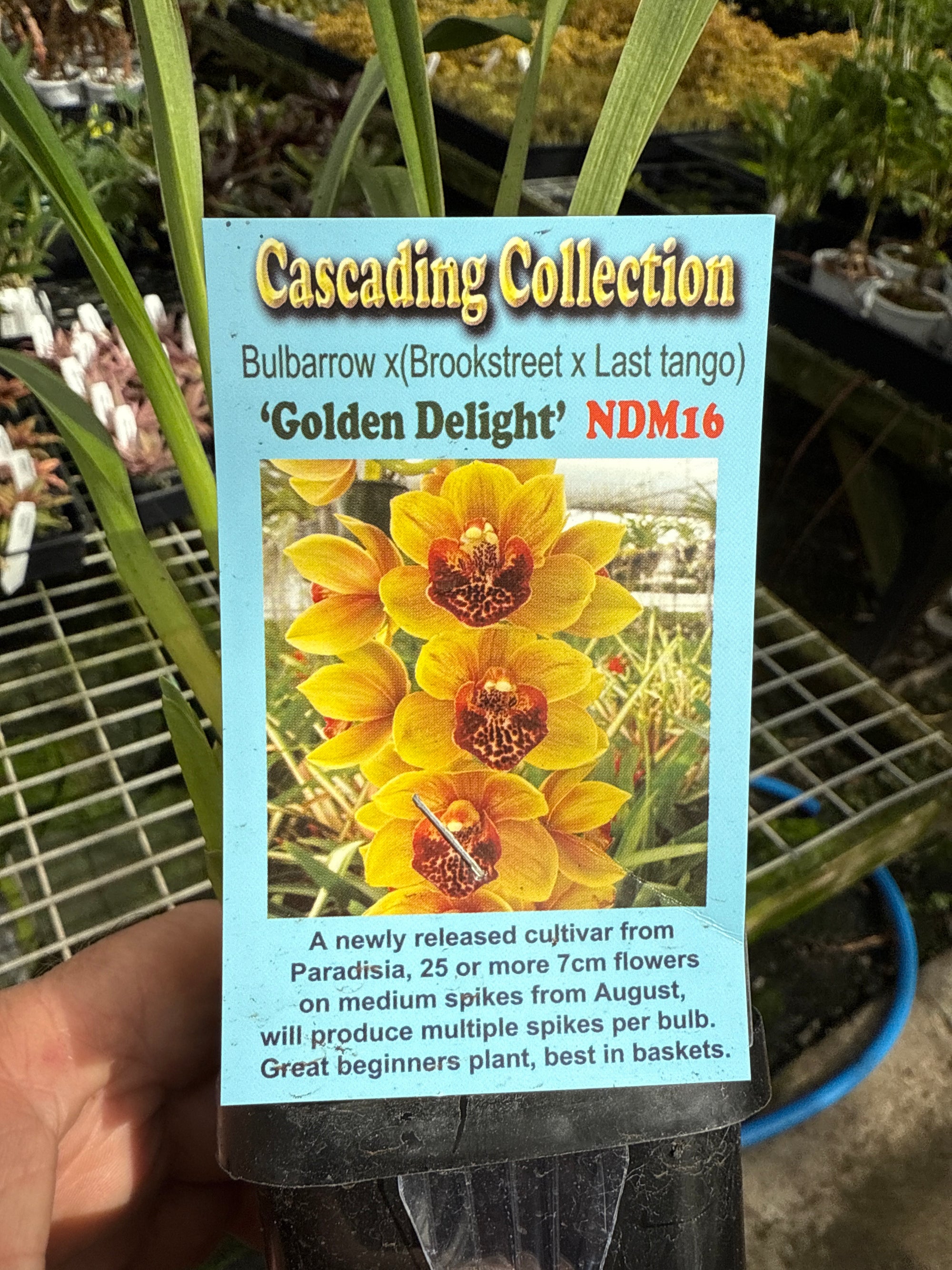 Cymbidium pendulous Golden Delight