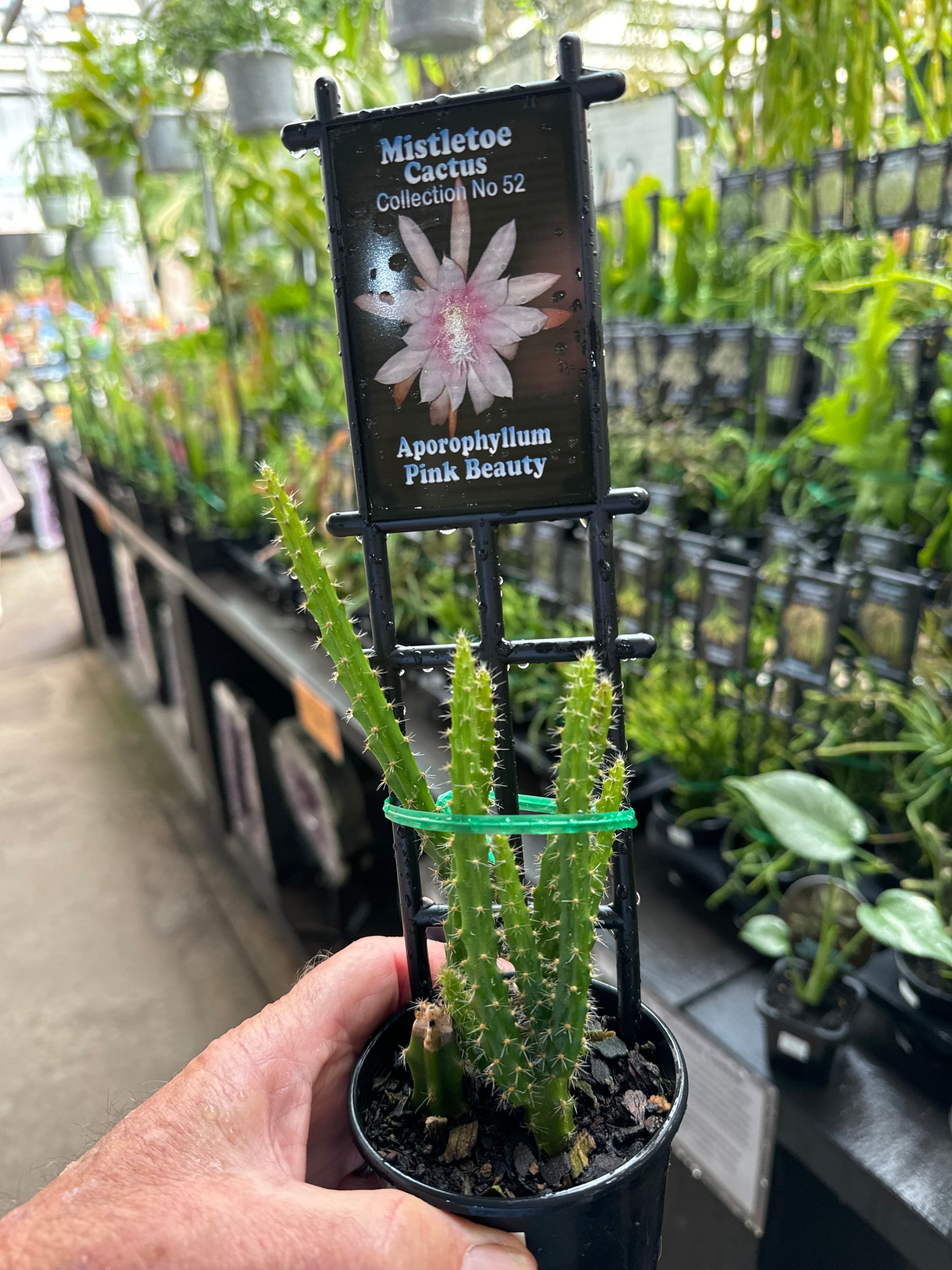 Aporophyllum 'Pink Beauty' -Mistletoe Cactus (WA Prohibited)
