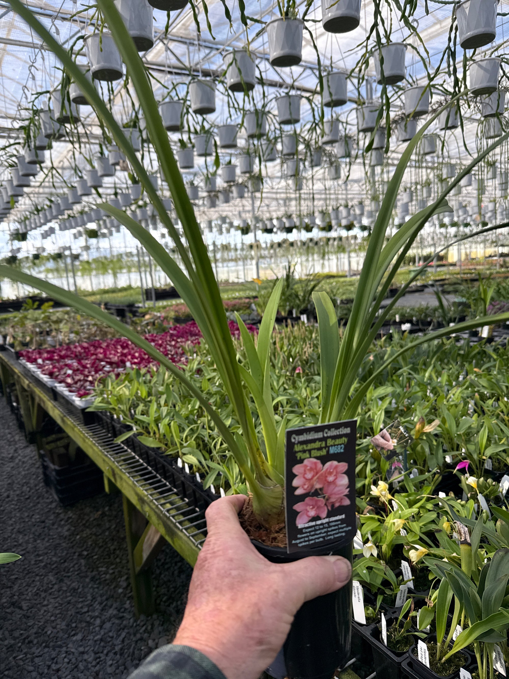 Cymbidium Alexandra Beauty 'Pink Blush'