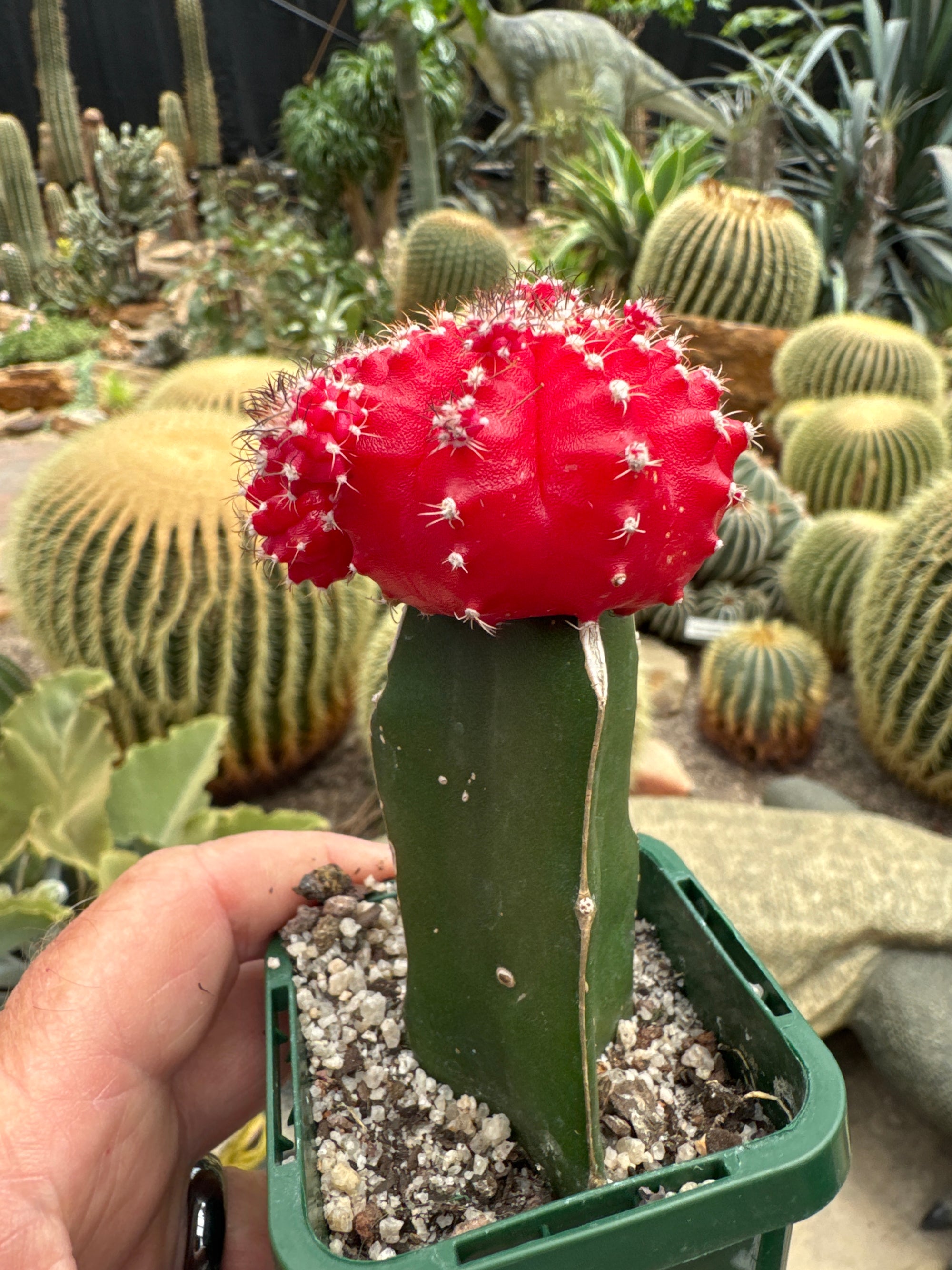Grafted Red Cactus