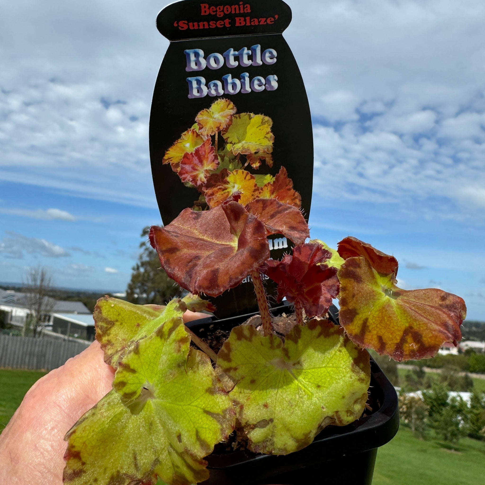 Begonia 'Sunset Blaze' (WA prohibited)