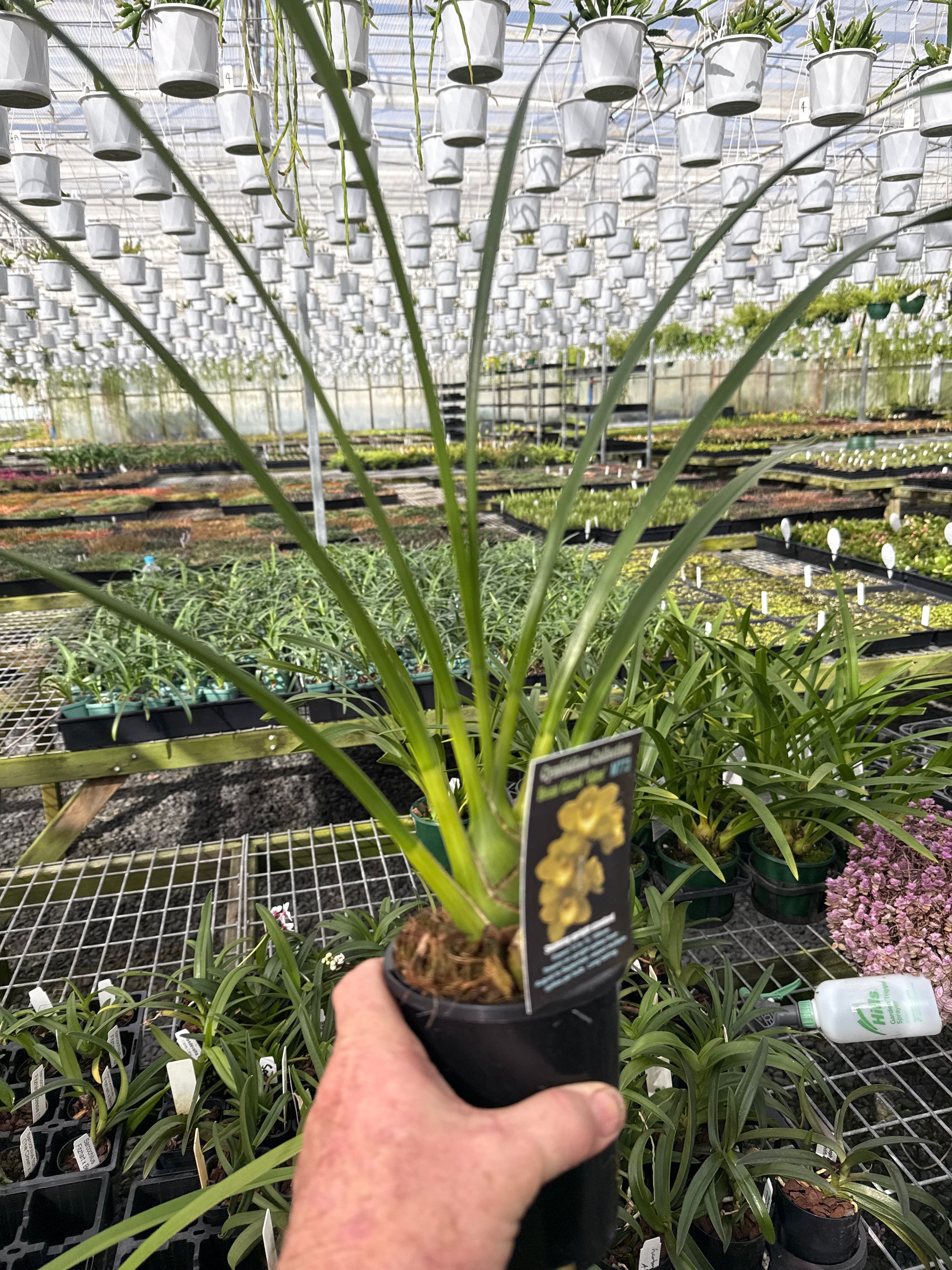 Cymbidium Beau Guest 'Glen'