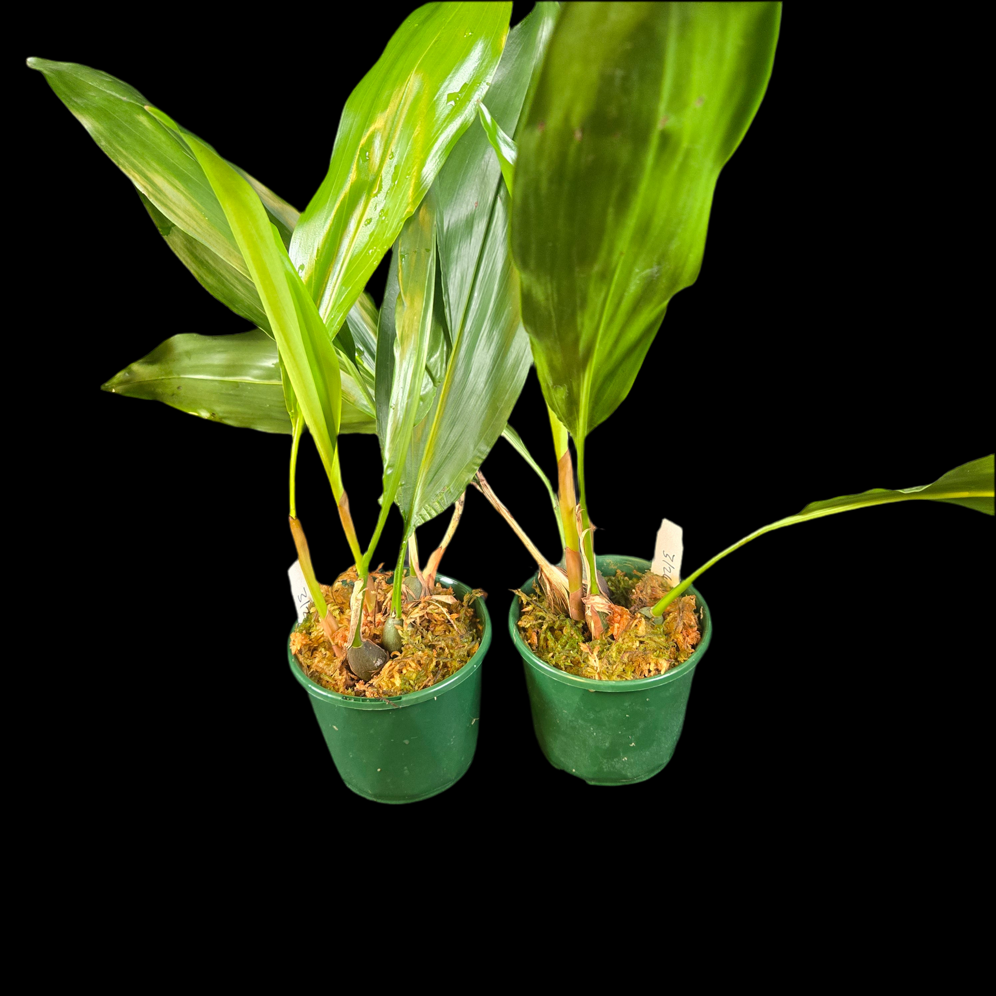 Coelogyne filiforme (Syn. Dendrochilum filiforme)