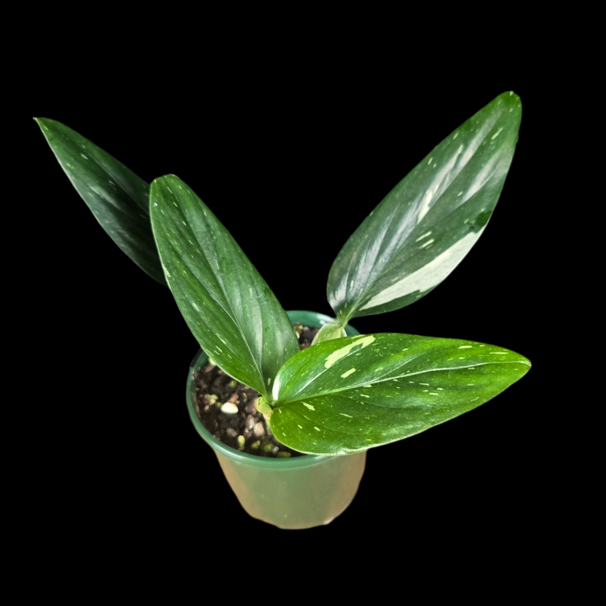 Monstera standleyana