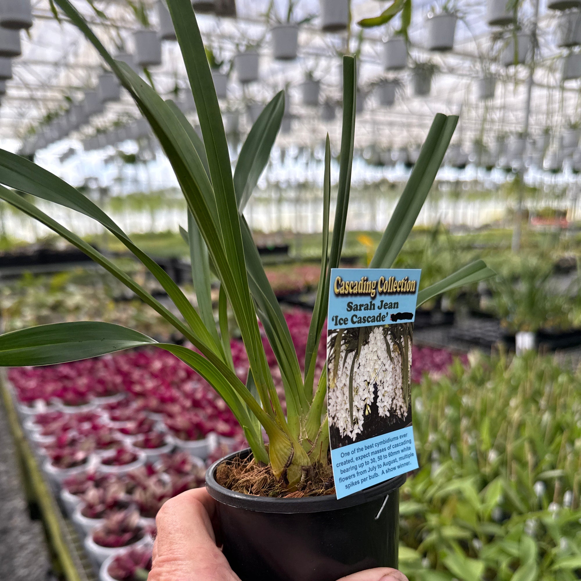 Cymbidium Sarah Jean 'Ice Cascade'