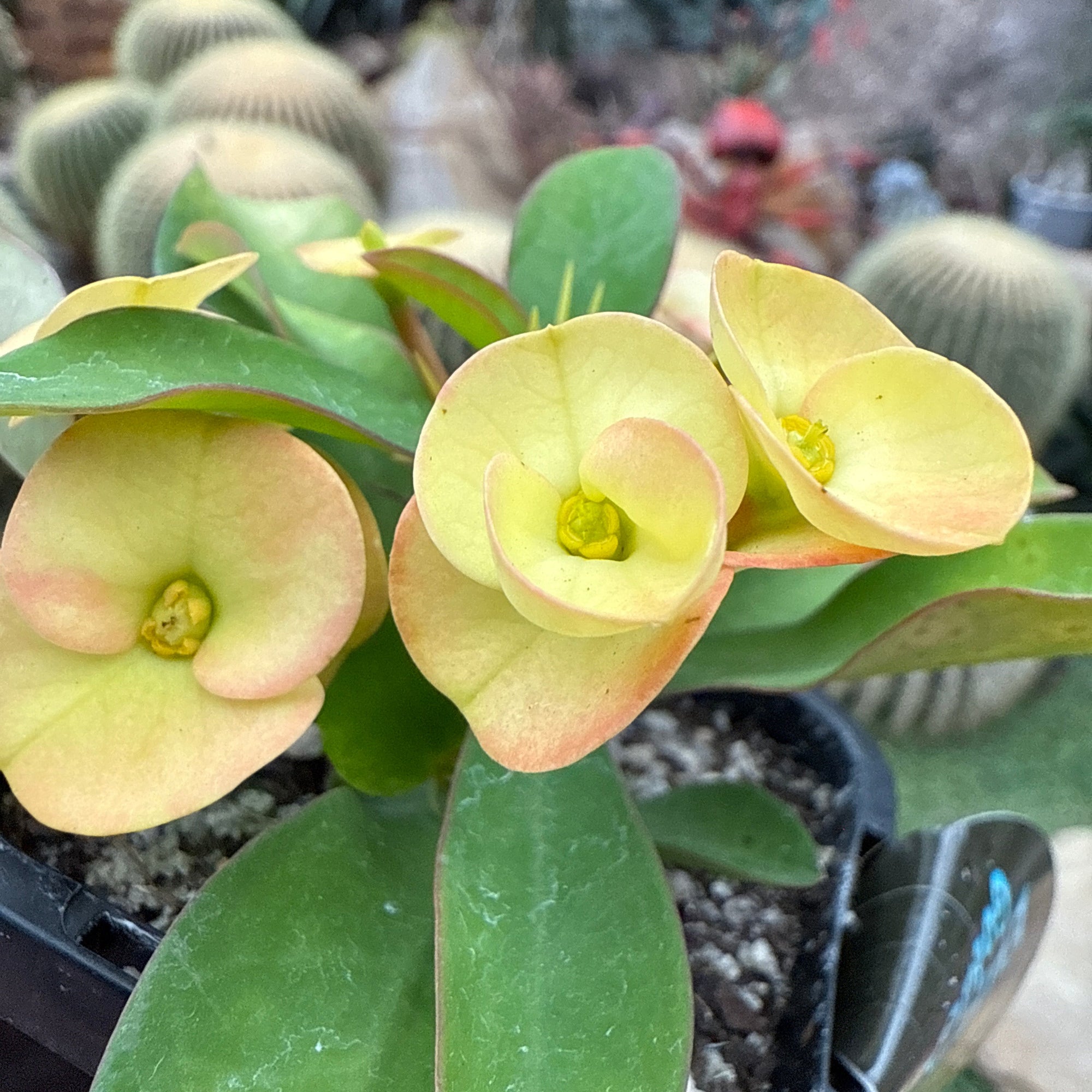 Euphorbia milii 'Golden Orb' - Crown of Thorns (WA Prohibited)