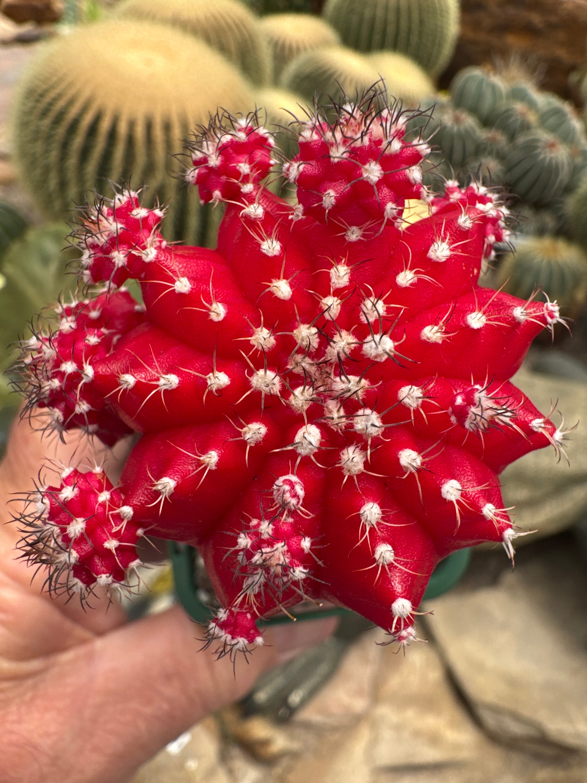 Grafted Red Cactus