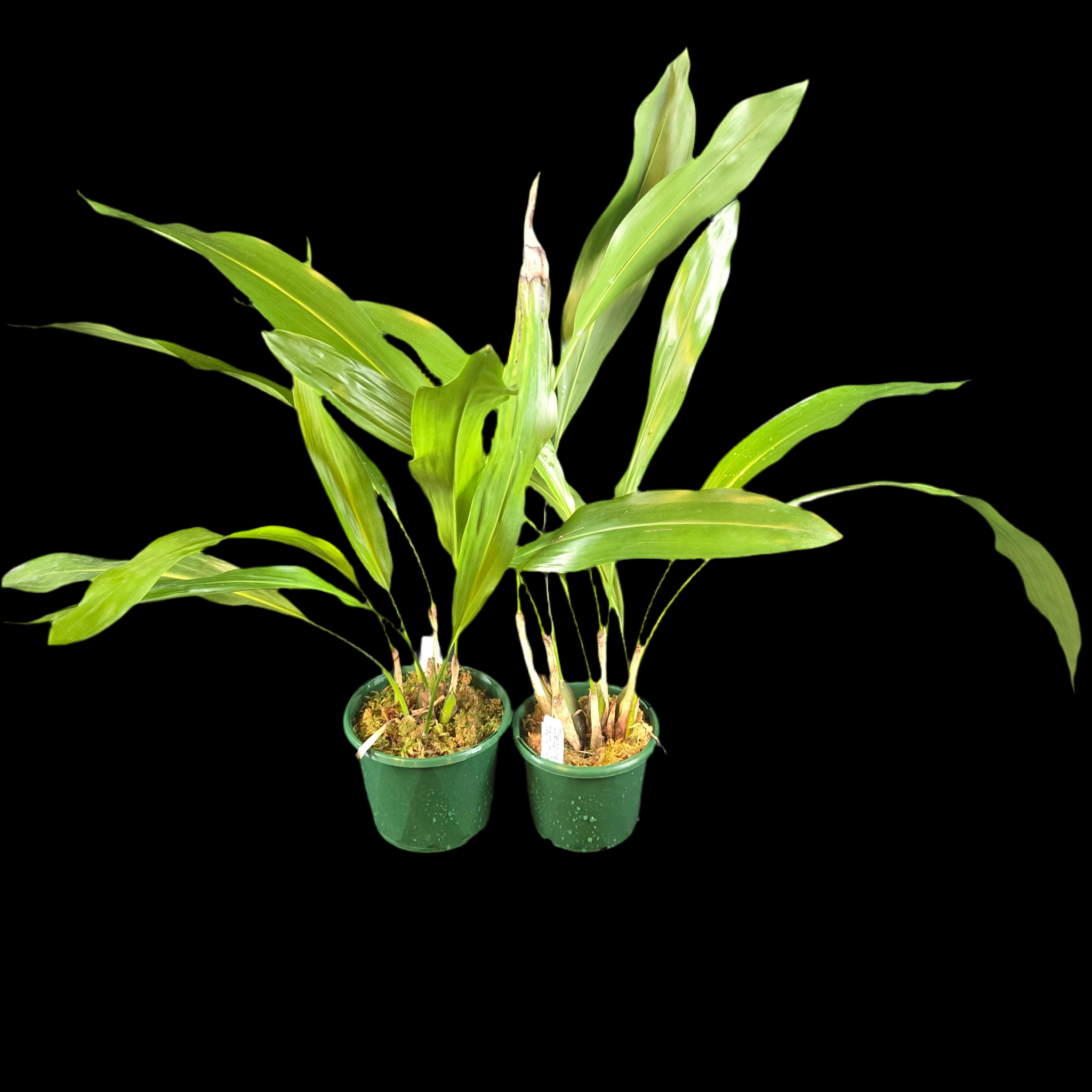 Coelogyne magnum 'Golden Rod' (Syn. Dendrochilum)i