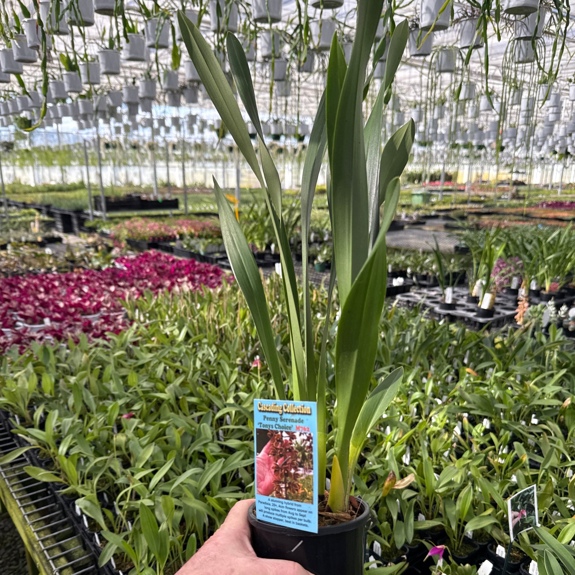 Cymbidium Penny Serenade 'Tony's Choice'