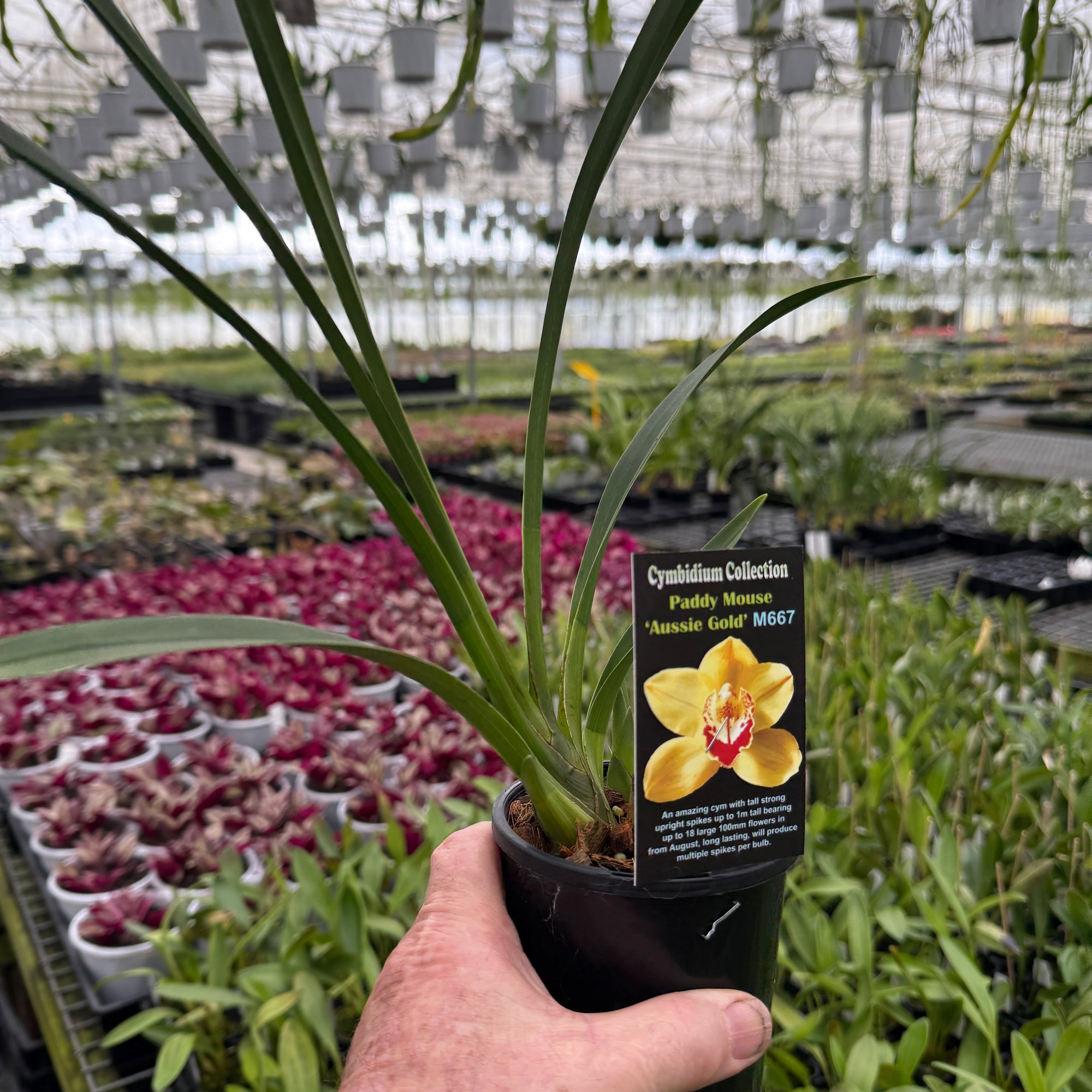 Cymbidium Paddy Mouse 'Aussie Gold'