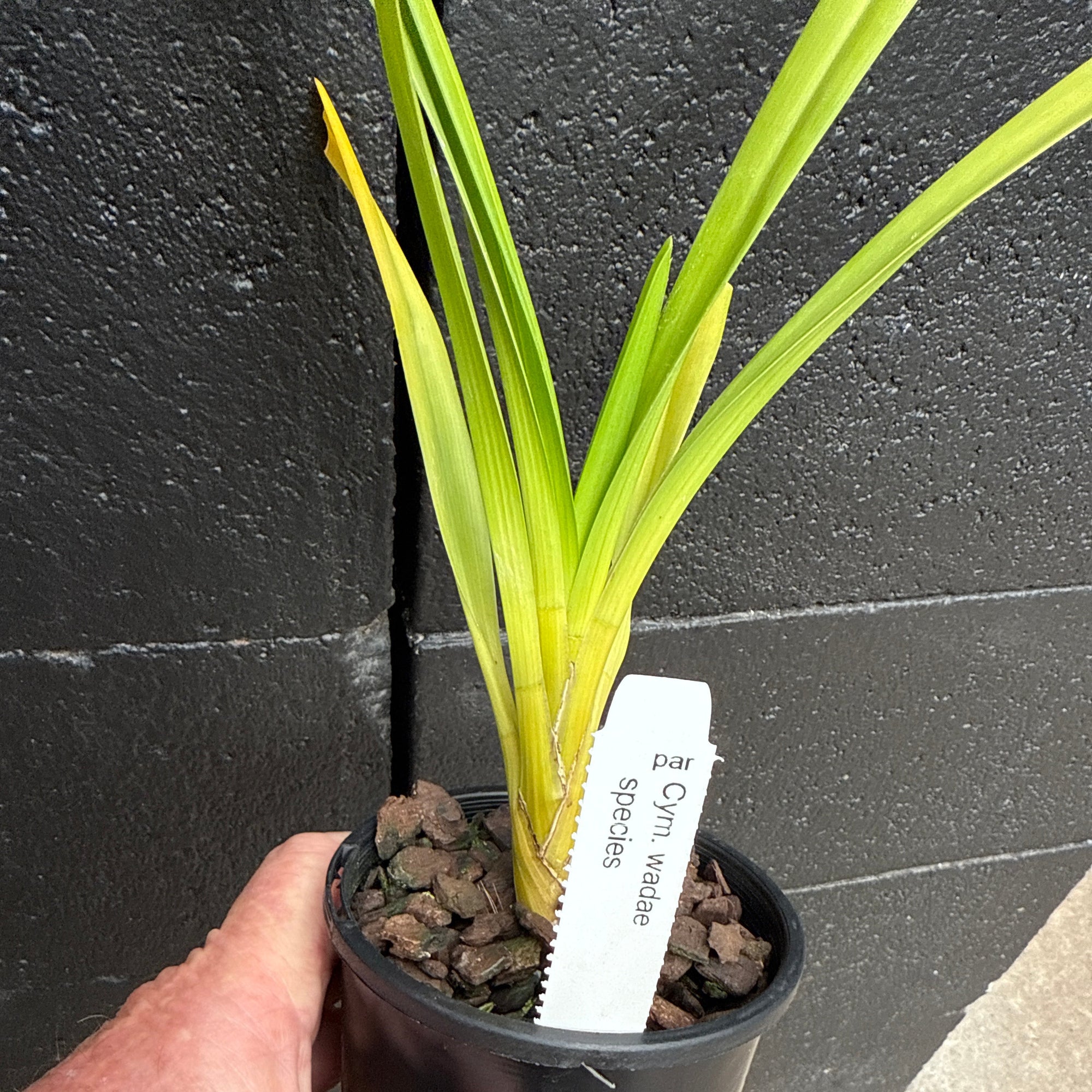 Cymbidium wadae. Rare