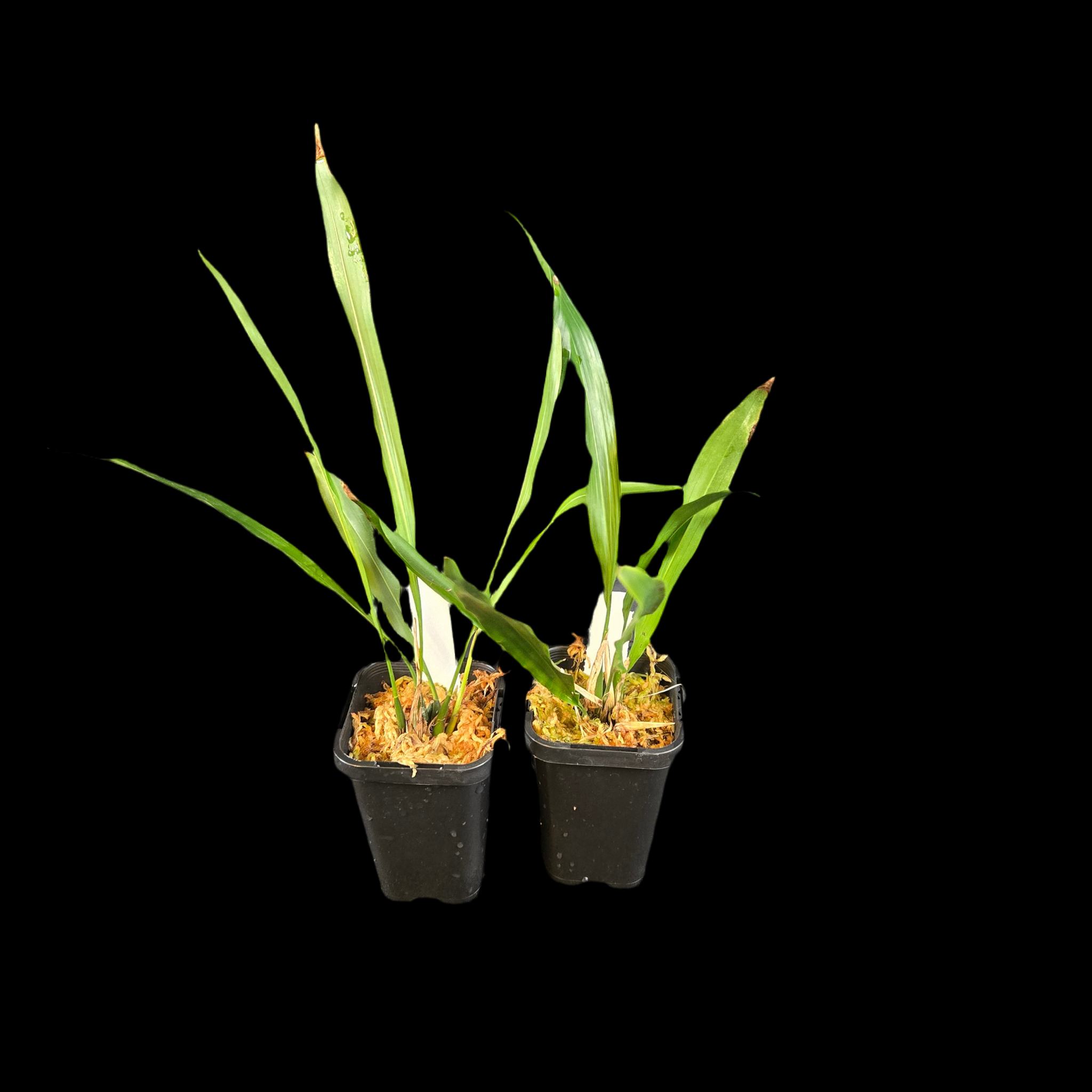 Dendrochilum uncatum (Syn. Coelogyne uncatum)